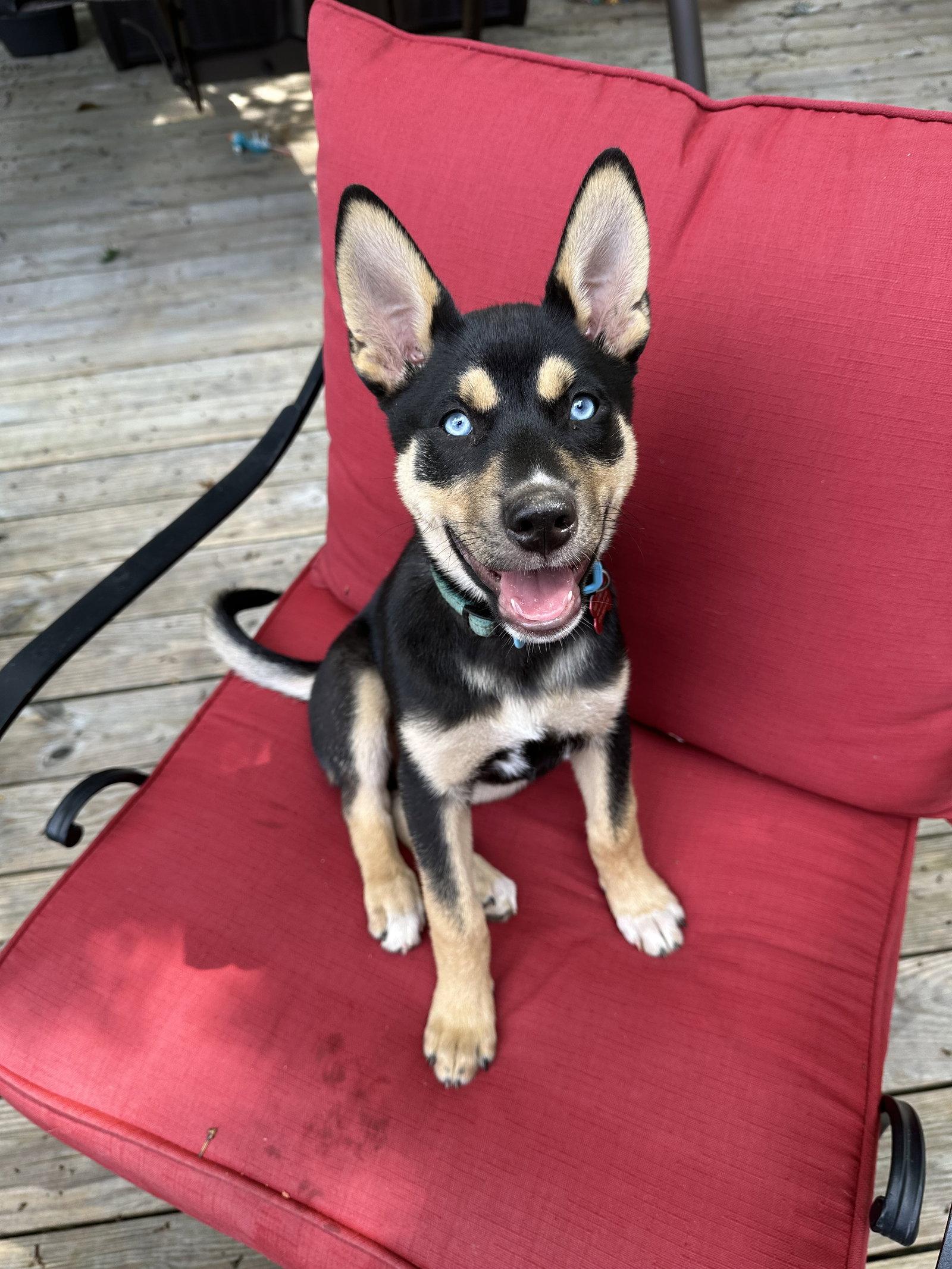 Ranger, a Adopted mixed breed in Cumming, GA image 1/3