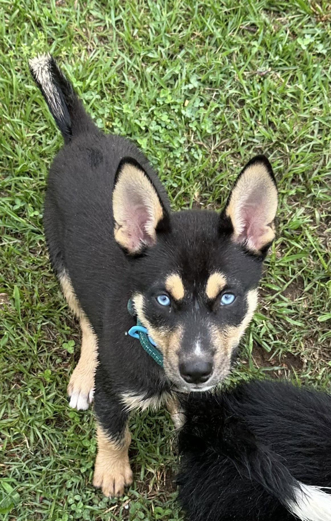 Ranger, a Adopted mixed breed in Cumming, GA image 3/3
