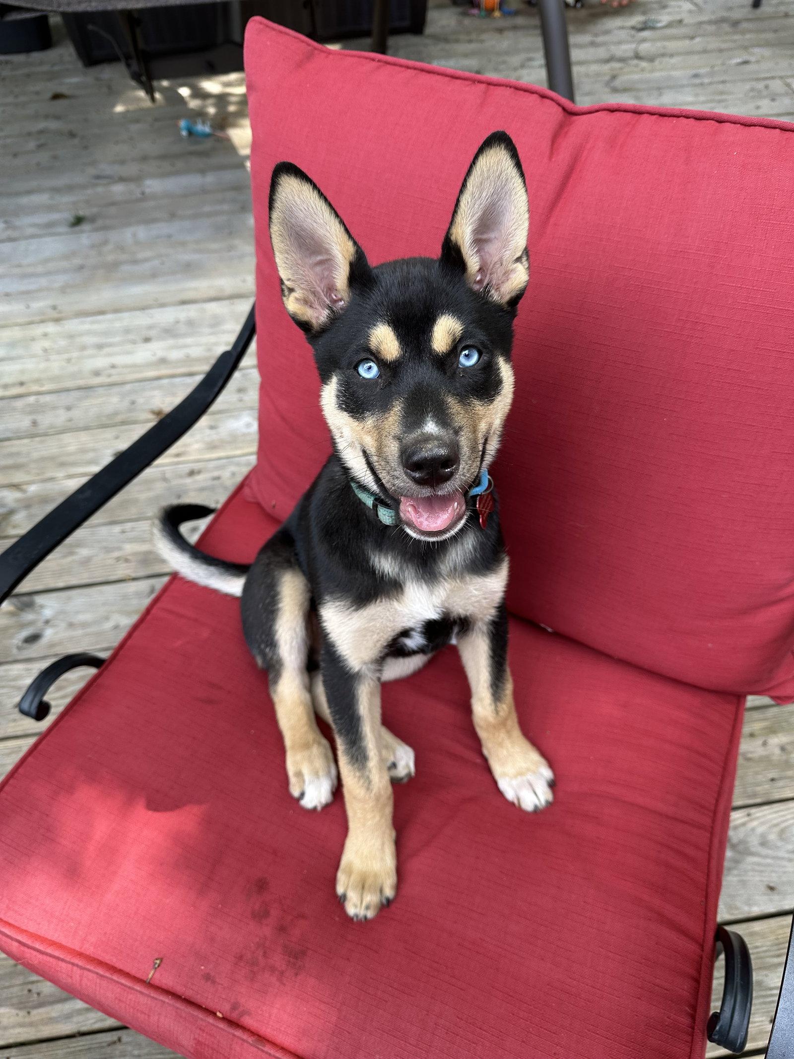 Ranger, a Adopted mixed breed in Cumming, GA image 2/3