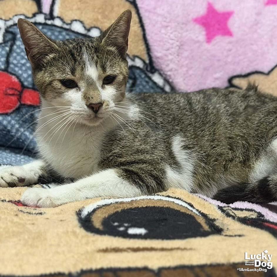 Enlarge Renata, a Adoptable Domestic Short Hair in Washington, DC image 1/3