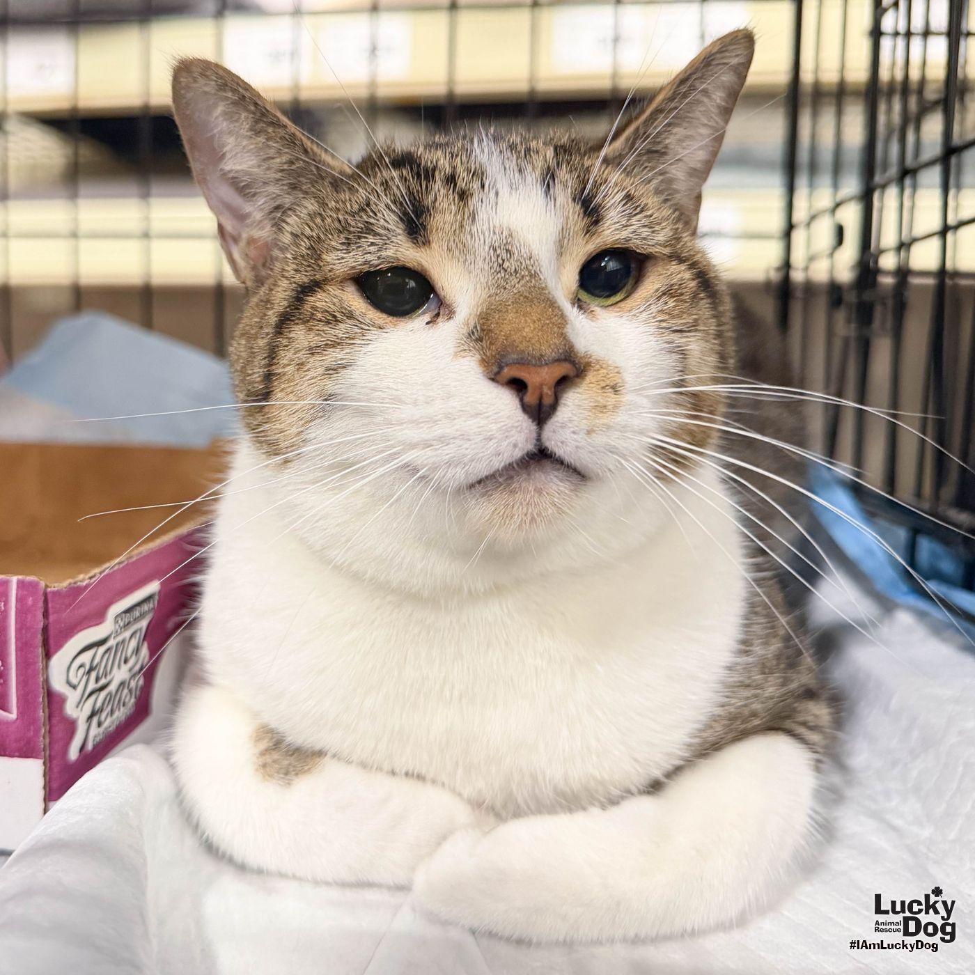 Enlarge Renata, a Adoptable Domestic Short Hair in Washington, DC image 2/3