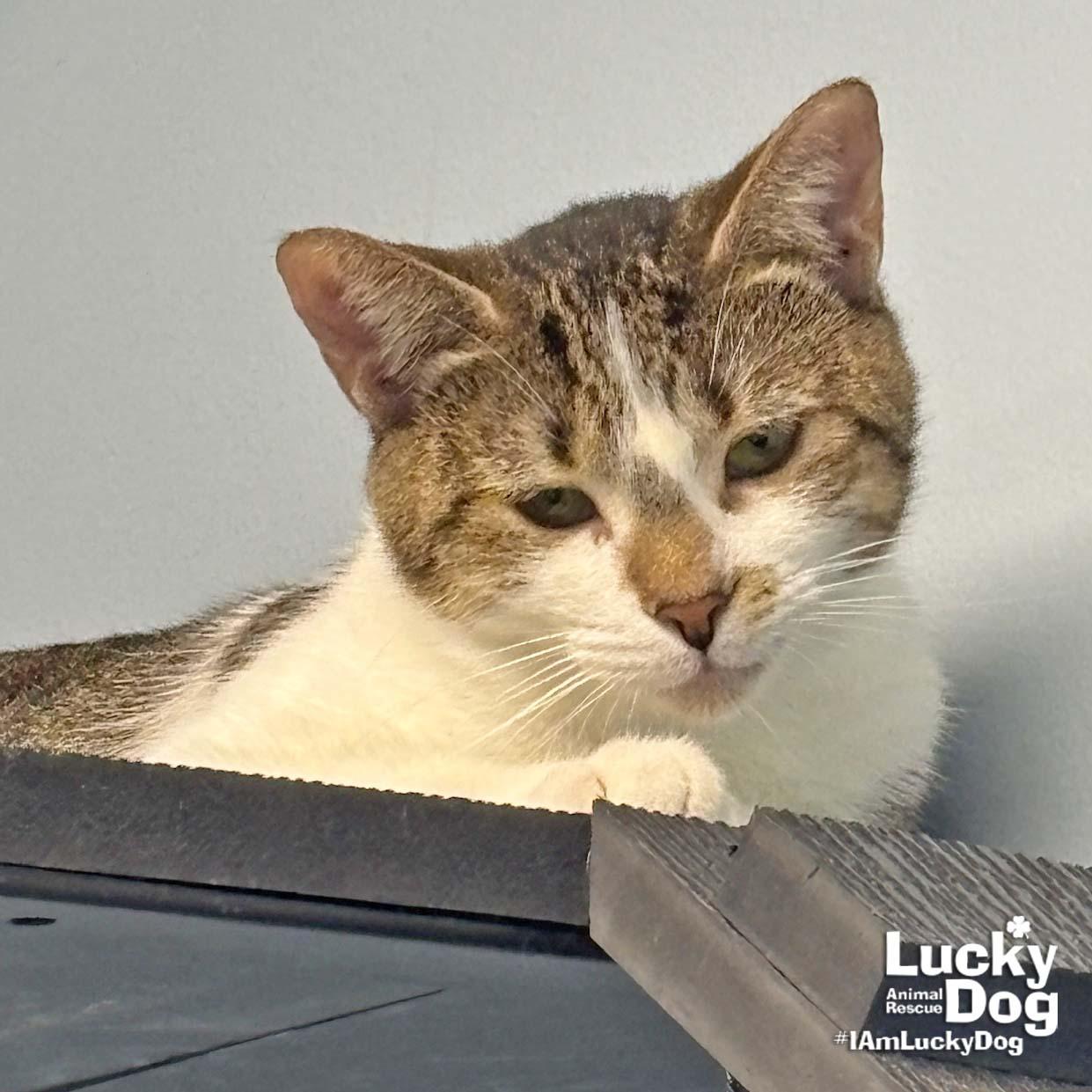 Enlarge Renata, a Adoptable Domestic Short Hair in Washington, DC image 3/3