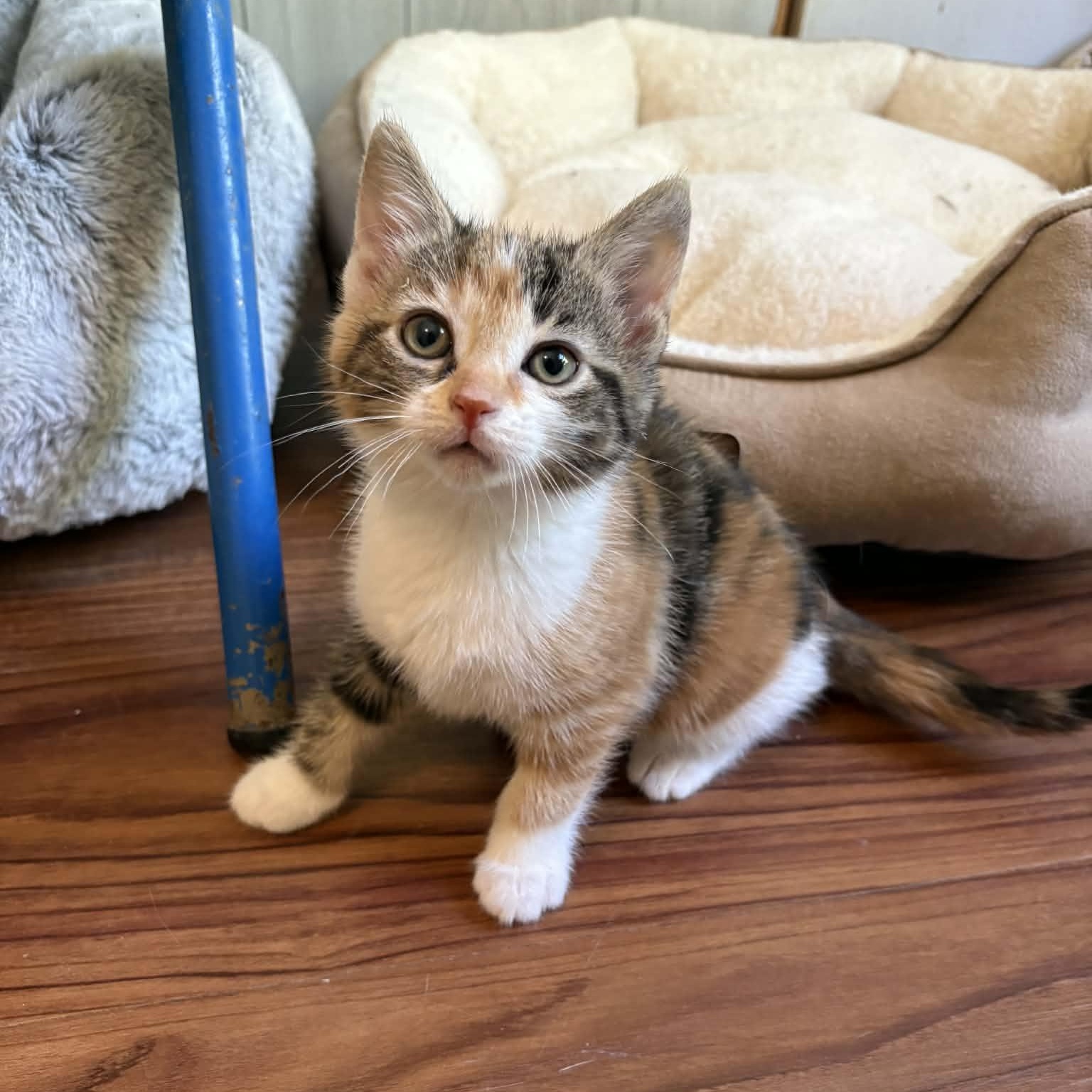 Enlarge Thistle, an adopted Domestic Short Hair in Ona, WV image 1/1