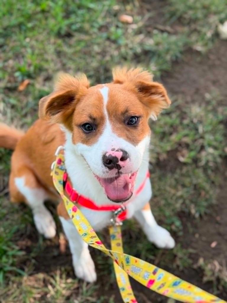 Enlarge Oakley, a Adoptable mixed breed in Fort Mill, SC image 1/6