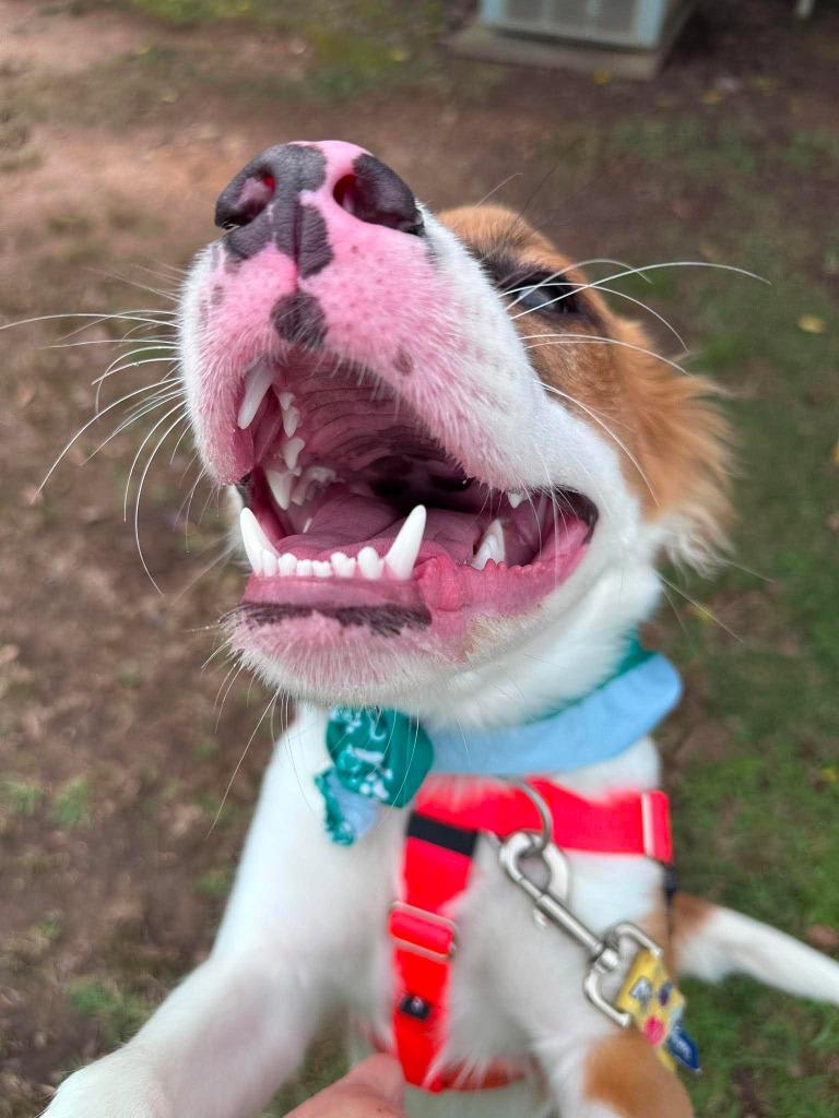 Enlarge Oakley, a Adoptable mixed breed in Fort Mill, SC image 2/6