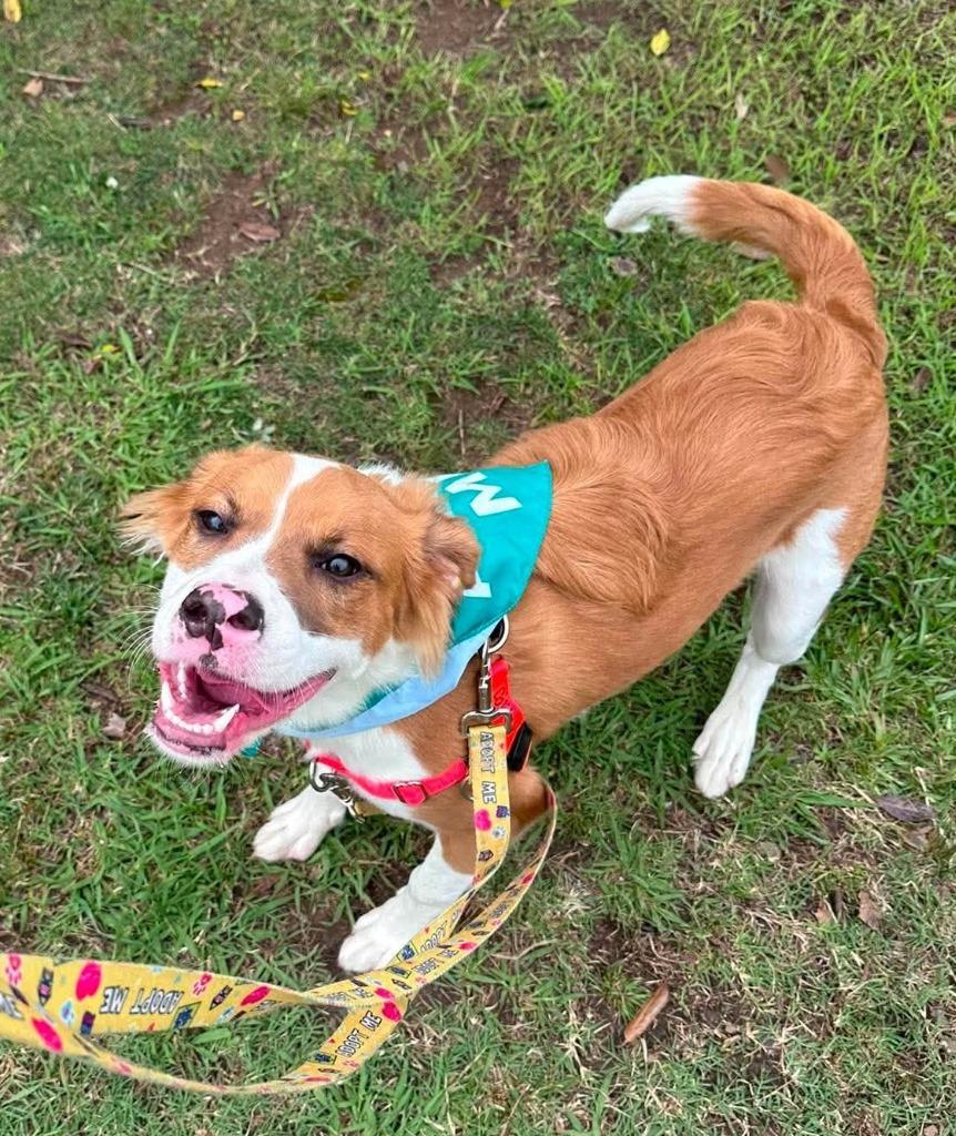 Enlarge Oakley, a Adoptable mixed breed in Fort Mill, SC image 3/6