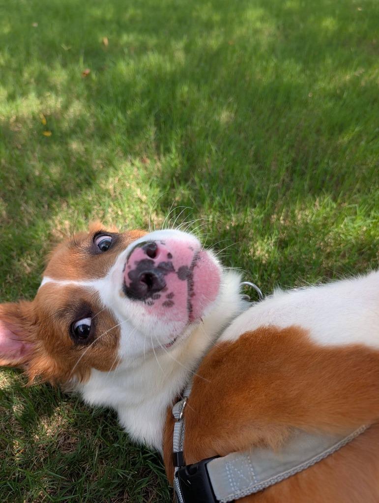 Enlarge Oakley, a Adoptable mixed breed in Fort Mill, SC image 4/6