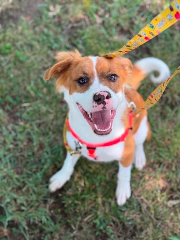 Enlarge Oakley, a Adoptable mixed breed in Fort Mill, SC image 5/6