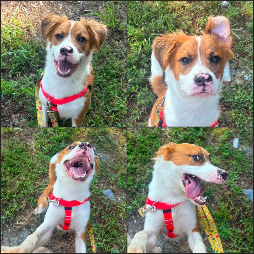 Enlarge Oakley, a Adoptable mixed breed in Fort Mill, SC image 6/6