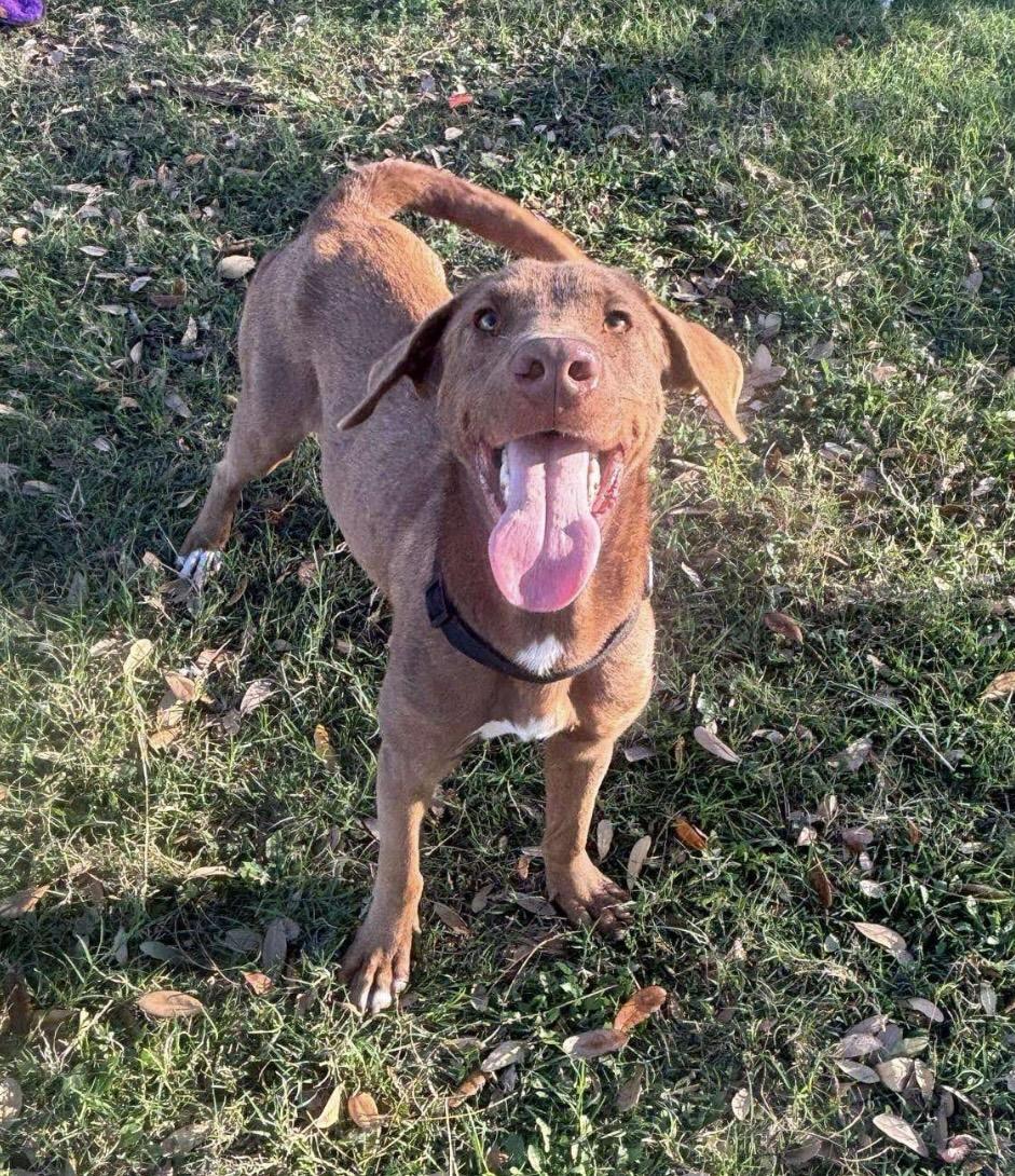 Nash, an adoptable Labrador Retriever in Fort Collins, CO, 80525 | Photo Image 2