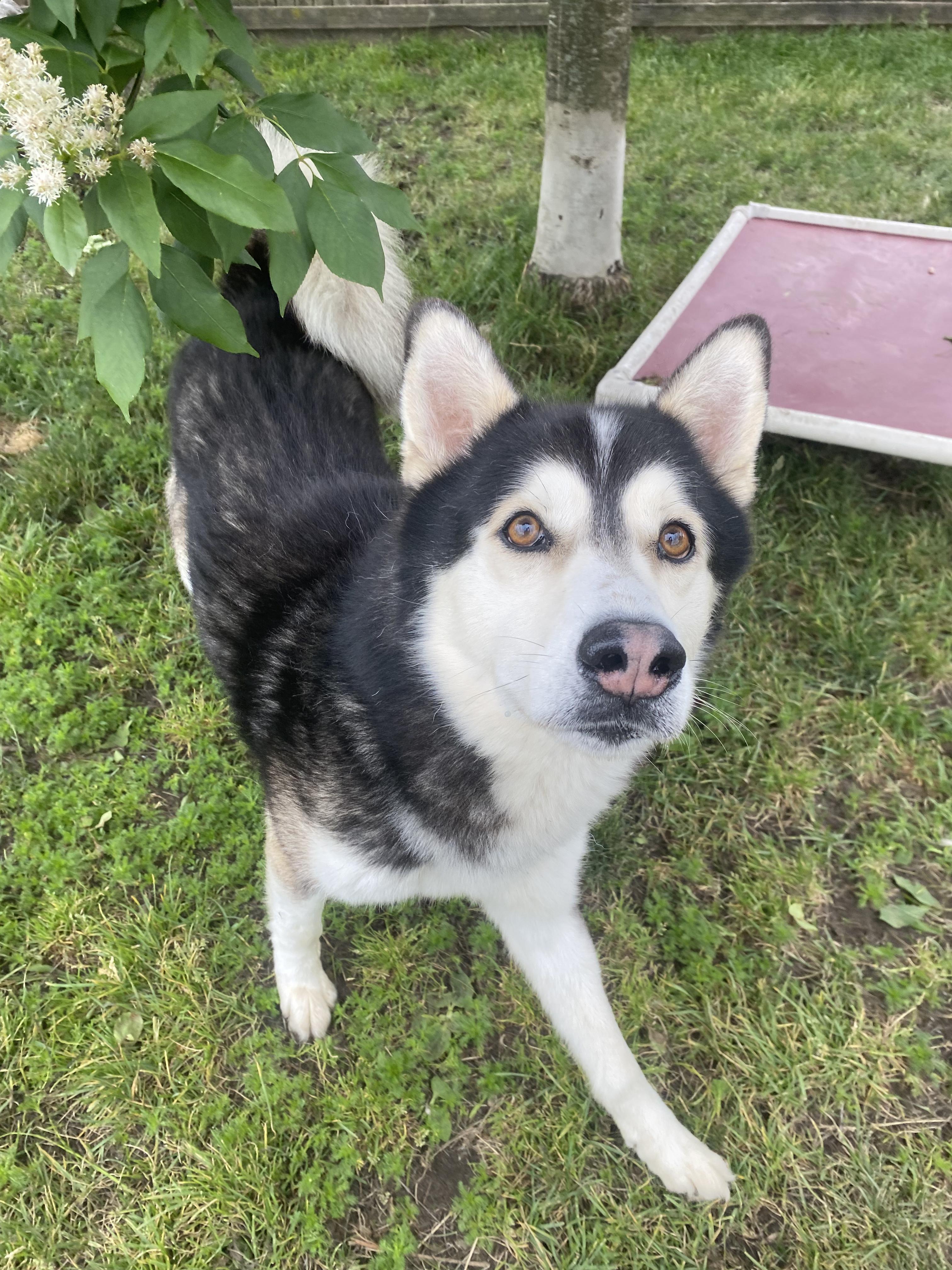 Enlarge Silas - ADOPTABLE, a ADOPTABLE Husky in Chilliwack, BC image 3/6