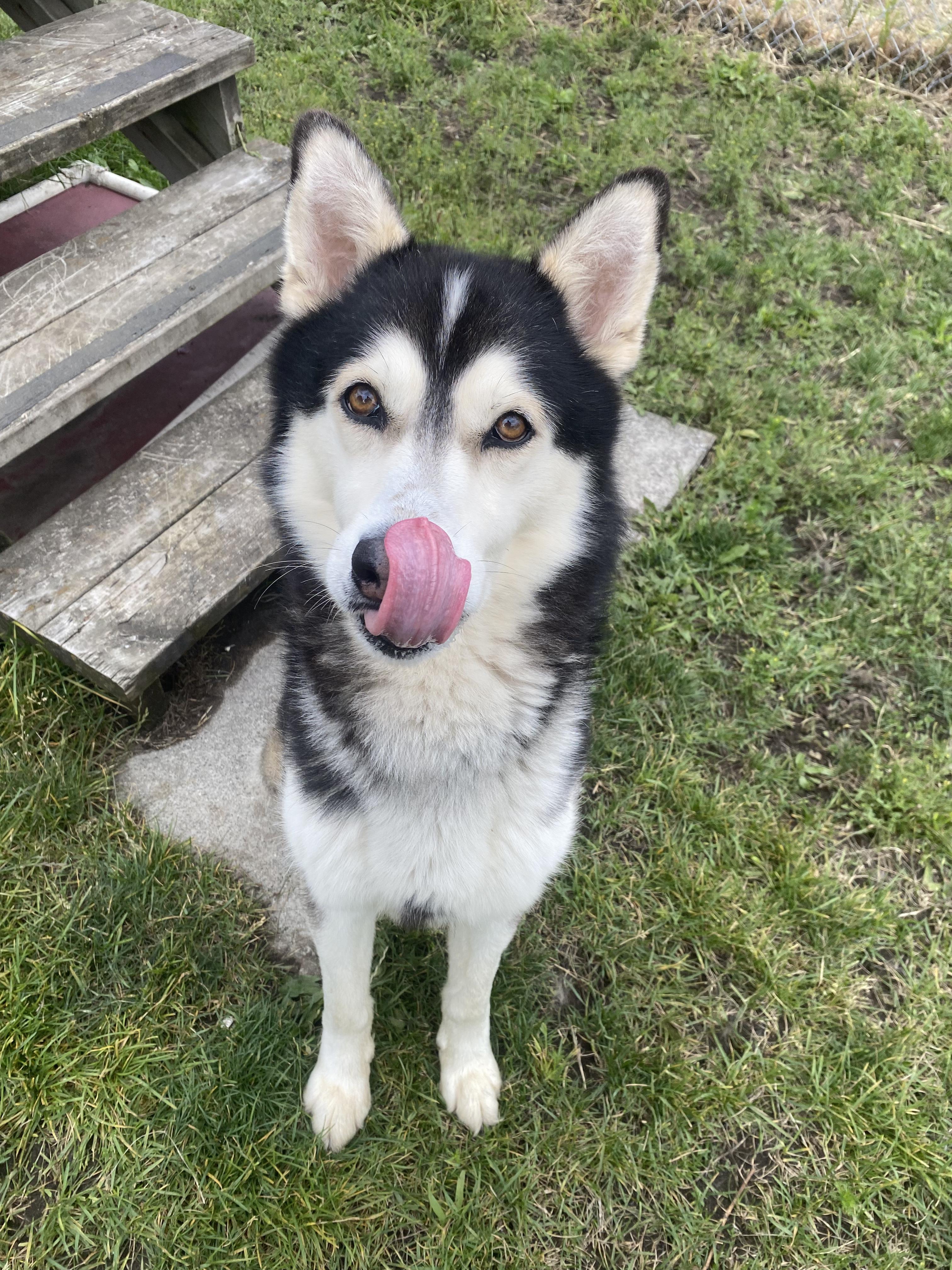 Enlarge Silas - ADOPTABLE, a ADOPTABLE Husky in Chilliwack, BC image 4/6