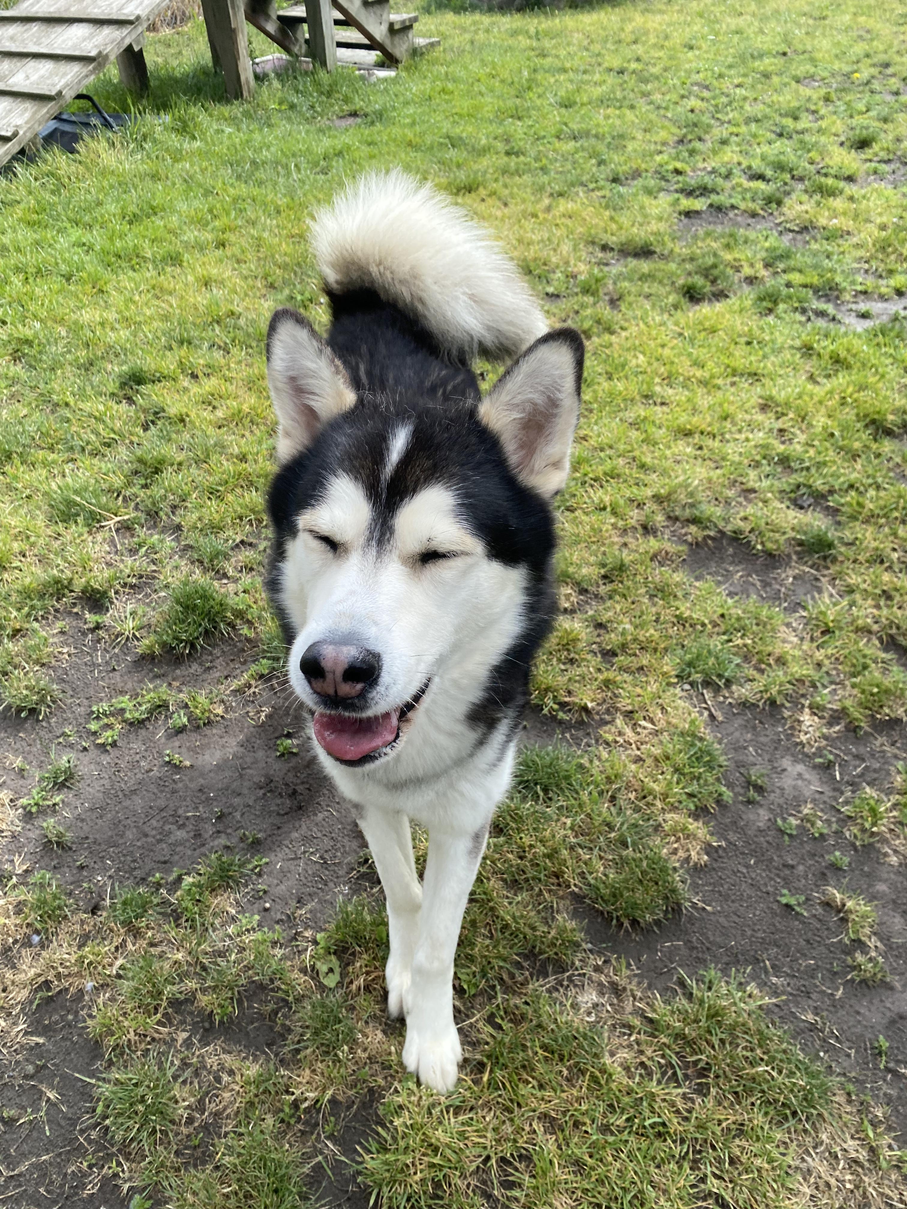 Enlarge Silas - ADOPTABLE, a ADOPTABLE Husky in Chilliwack, BC image 2/6
