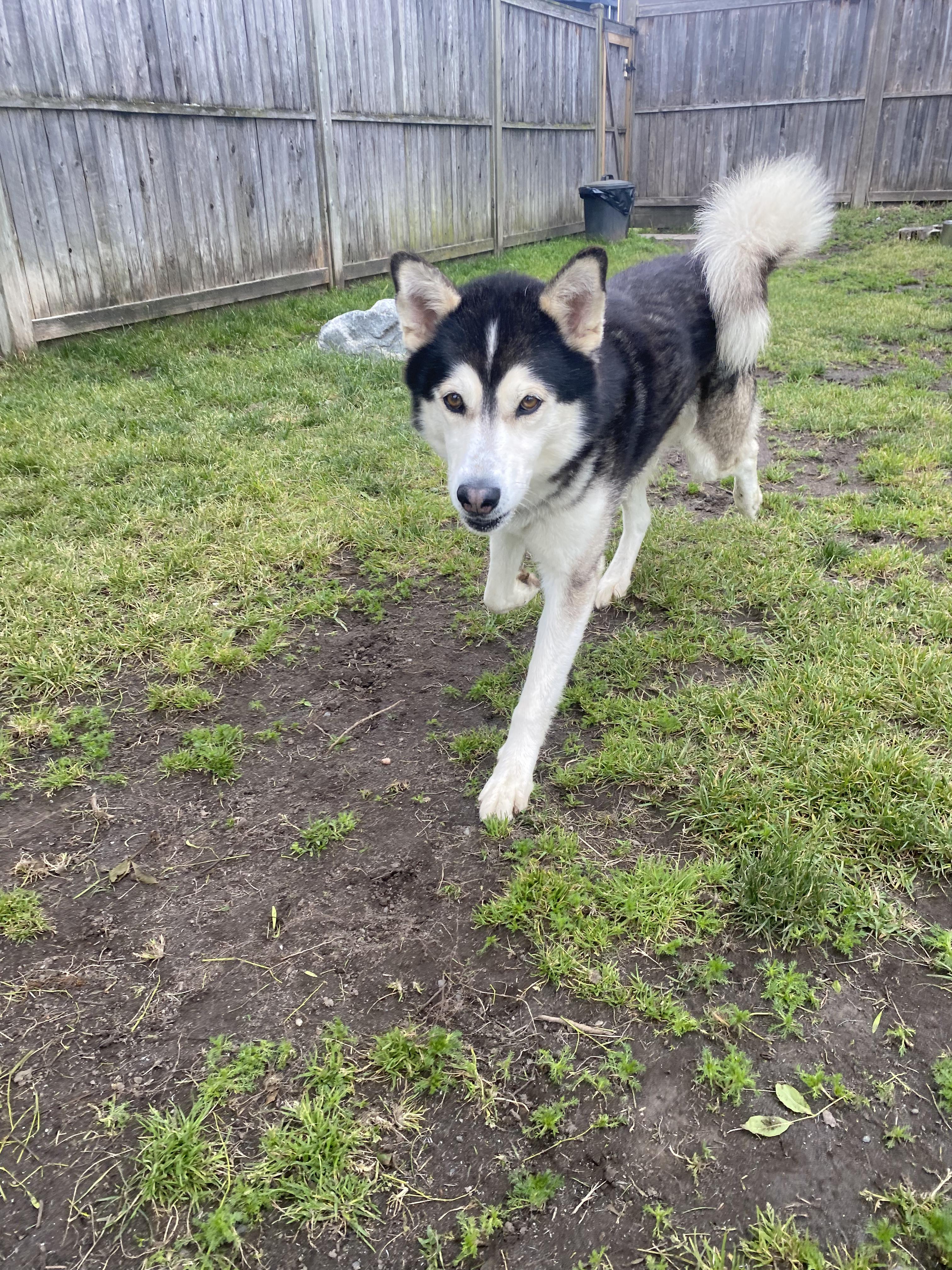 Enlarge Silas - ADOPTABLE, a ADOPTABLE Husky in Chilliwack, BC image 6/6