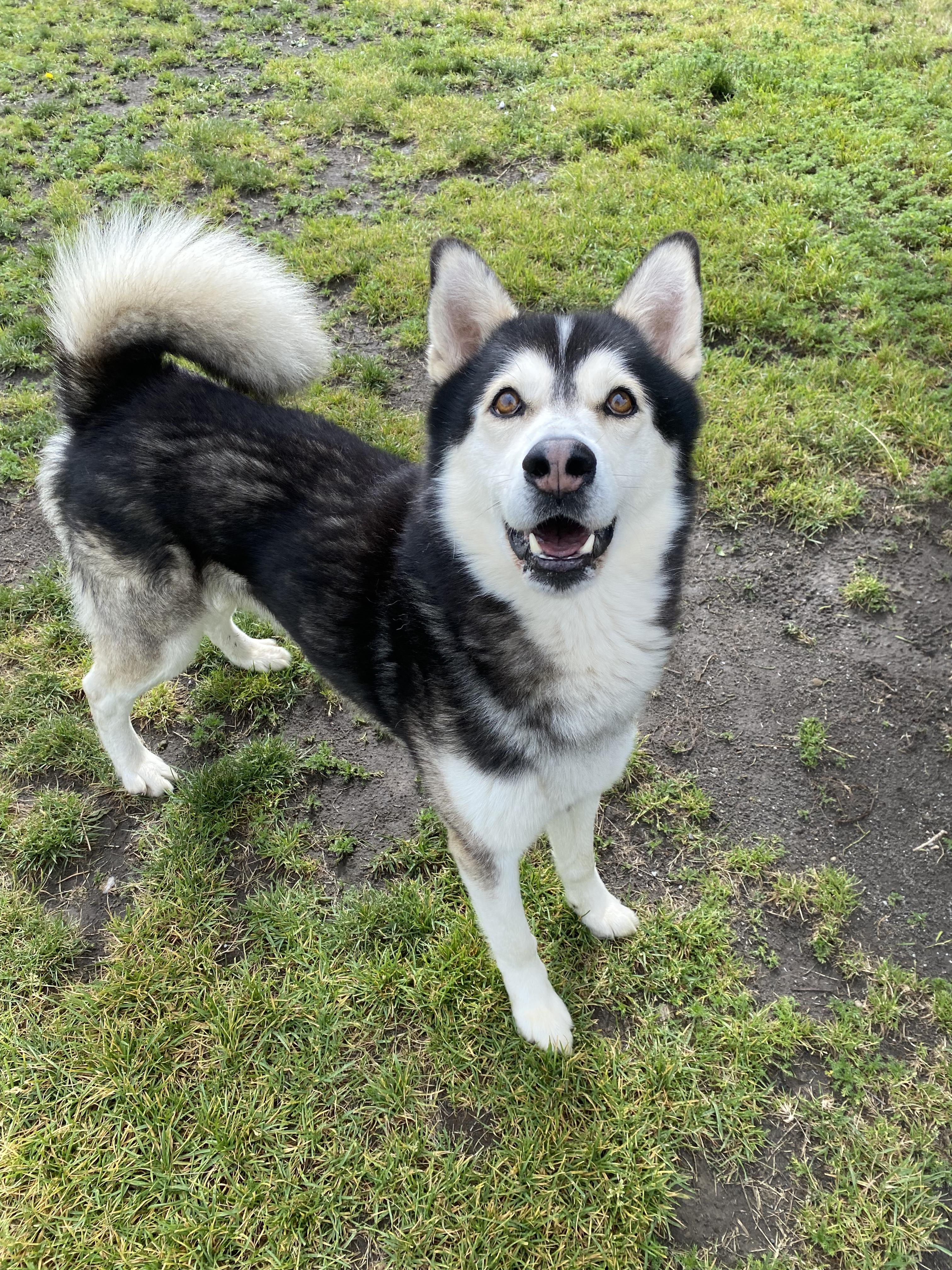 Enlarge Silas - ADOPTABLE, a ADOPTABLE Husky in Chilliwack, BC image 1/6