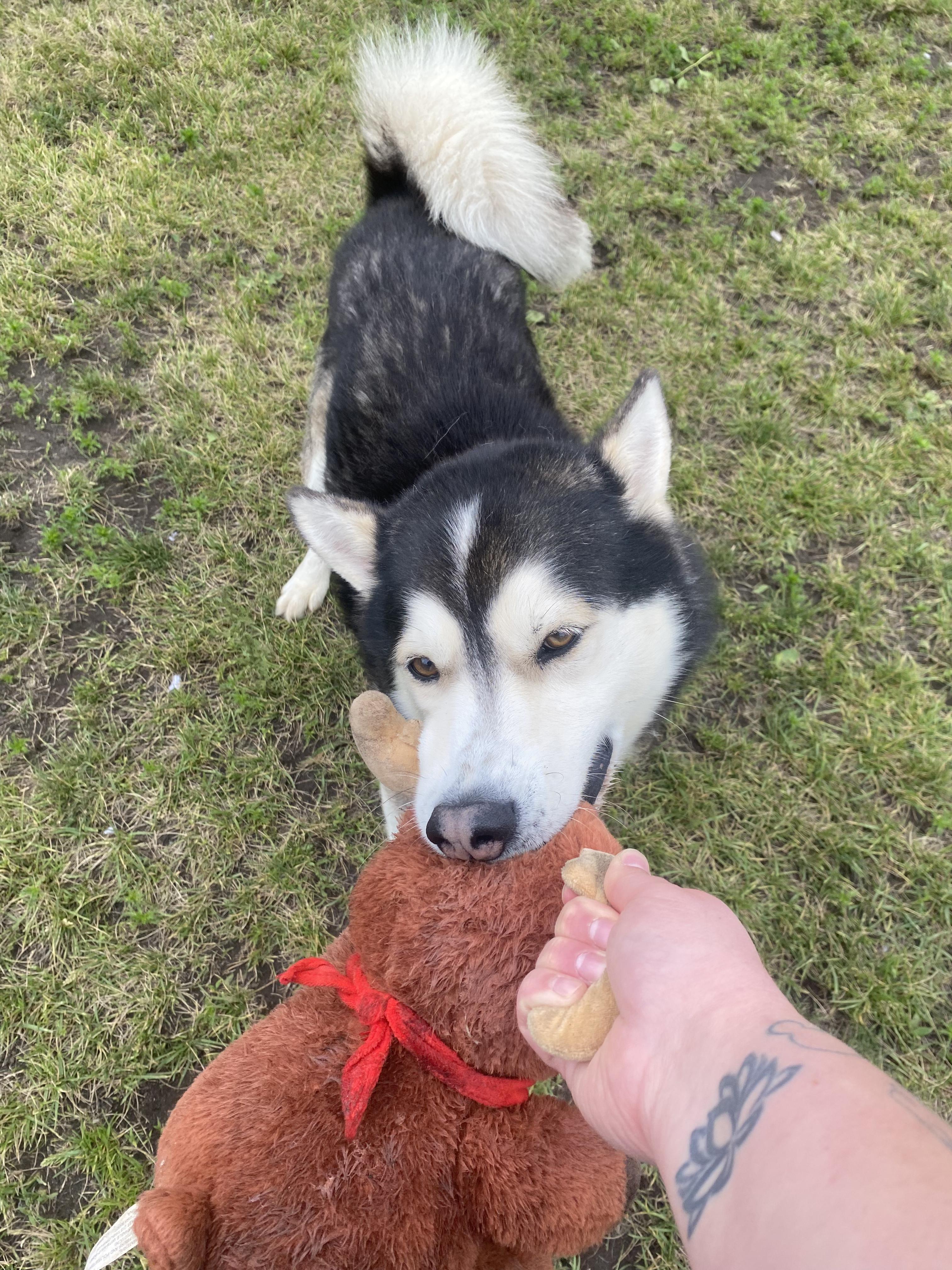 Enlarge Silas - ADOPTABLE, a ADOPTABLE Husky in Chilliwack, BC image 5/6