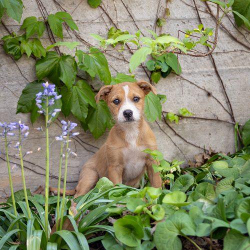 Nacho, Adoptable, Puppy Male Chihuahua & Yorkshire Terrier.