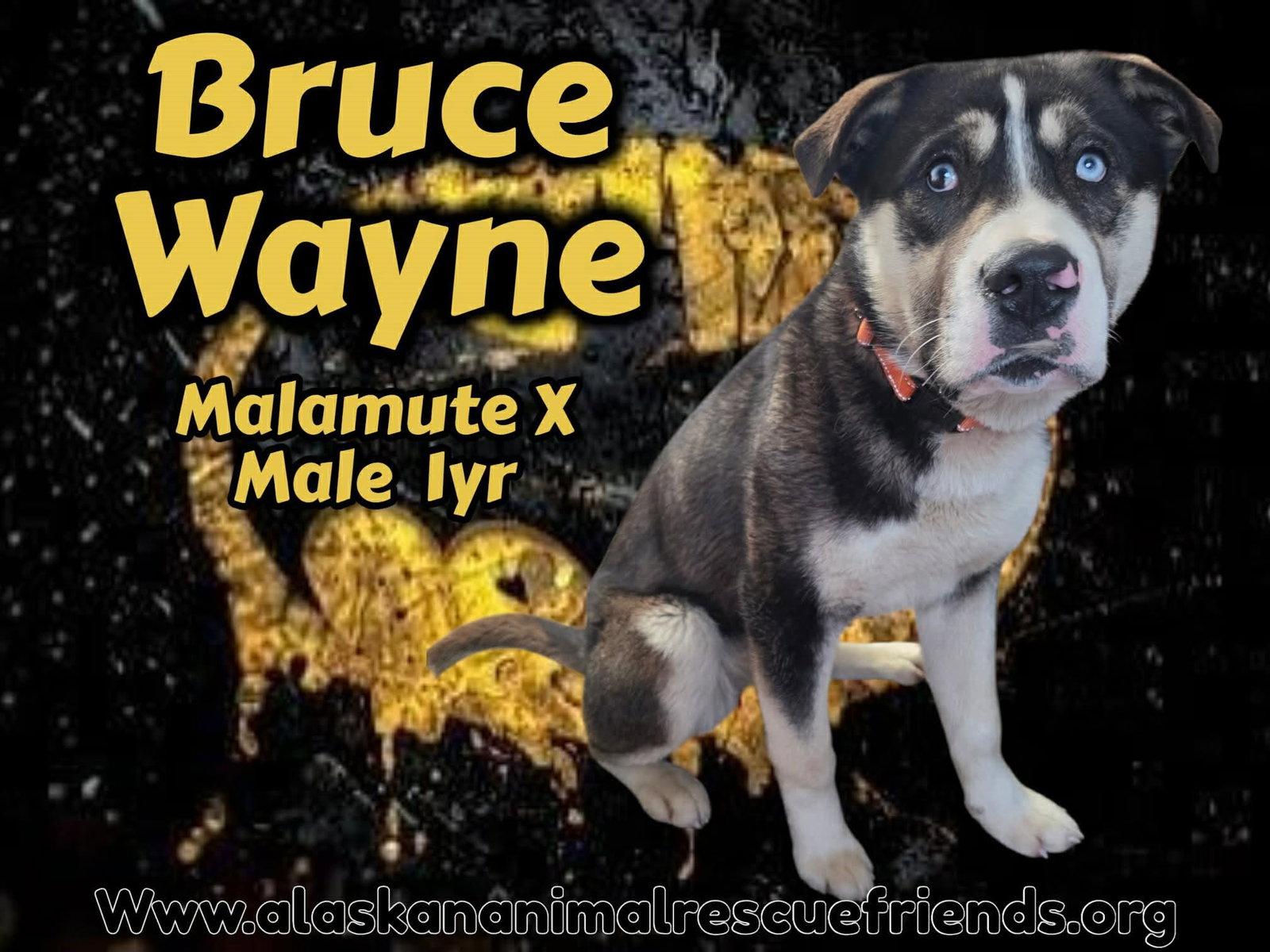 Bruce, Adoptable, Adult Male Alaskan Malamute & Rottweiler.