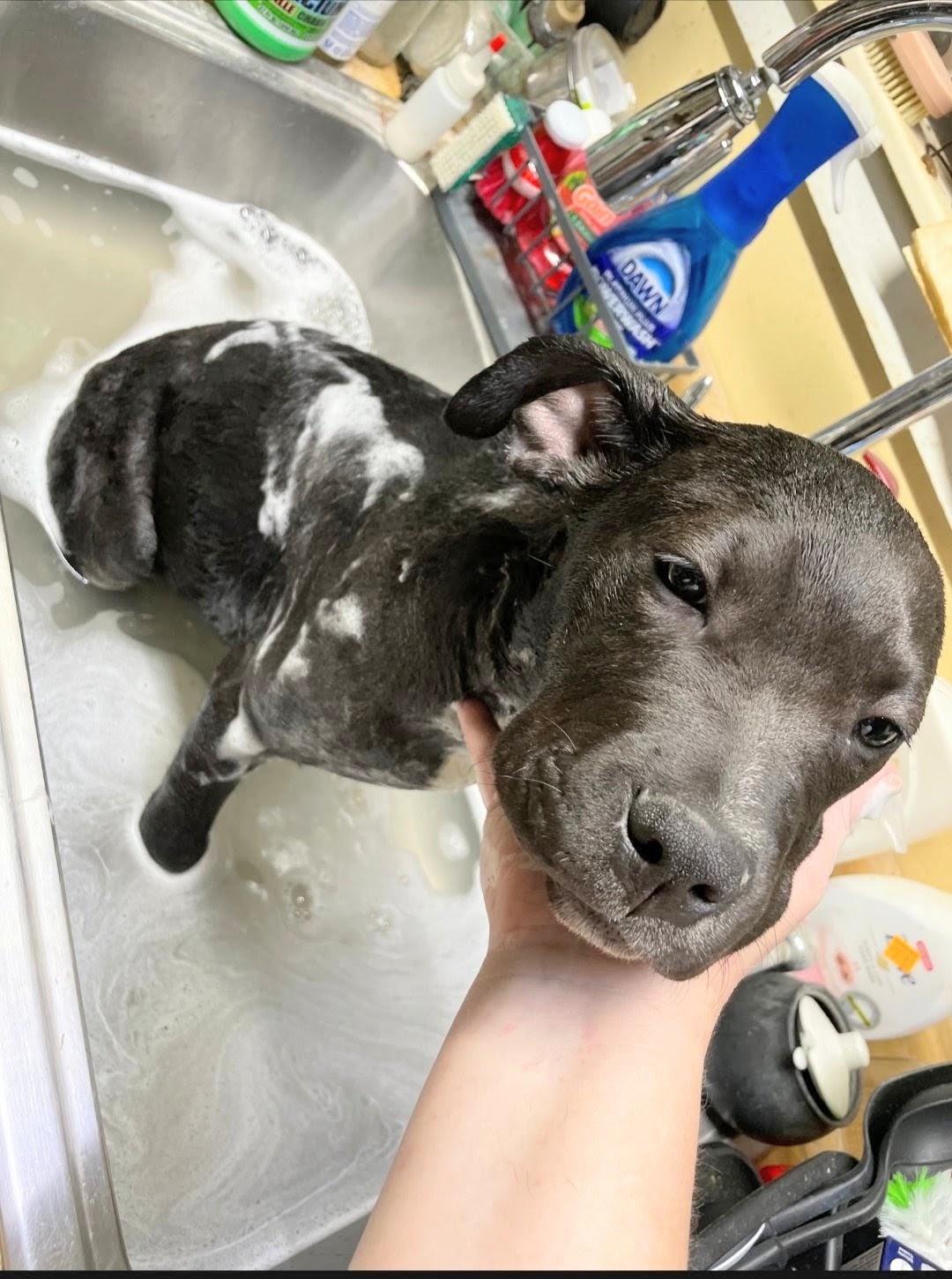 Enlarge Duke, a Adoptable Staffordshire Bull Terrier in Knoxville, TN image 2/6