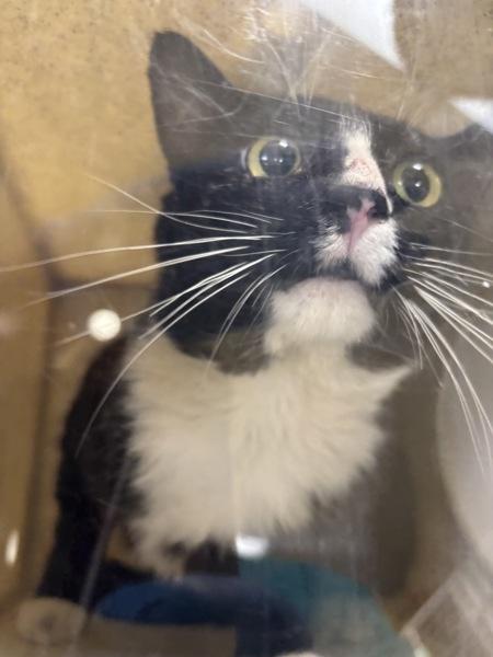 Milton, Adoptable, Adult Male Domestic Short Hair.