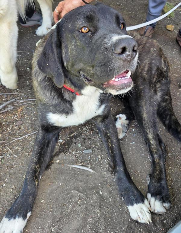 Cookie, Adoptable, Young Male Saint Bernard & Mastiff.