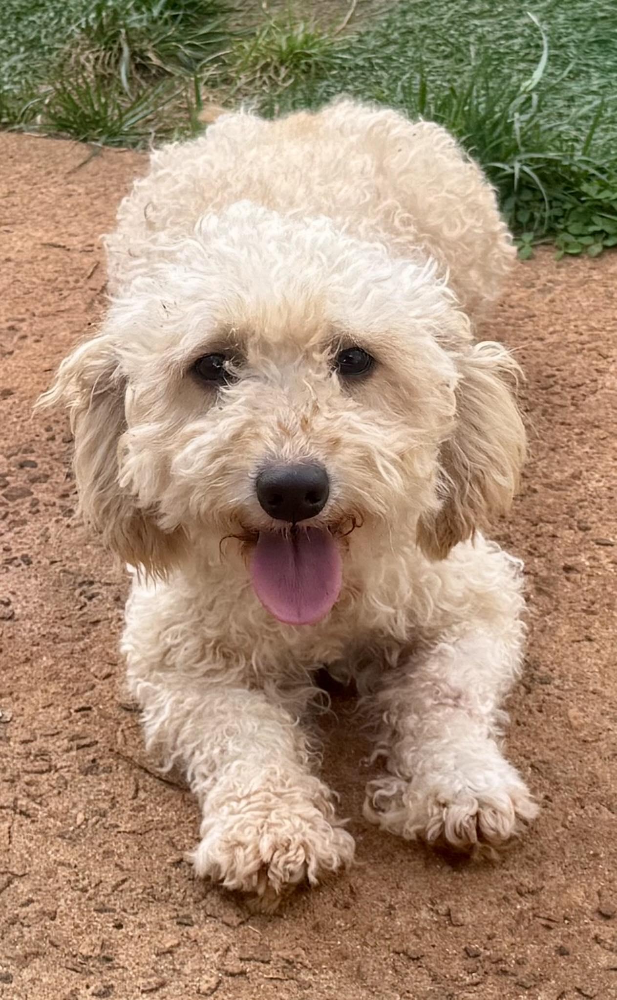 Tully, a Adoptable Miniature Poodle in Winston Salem, NC image 3/6
