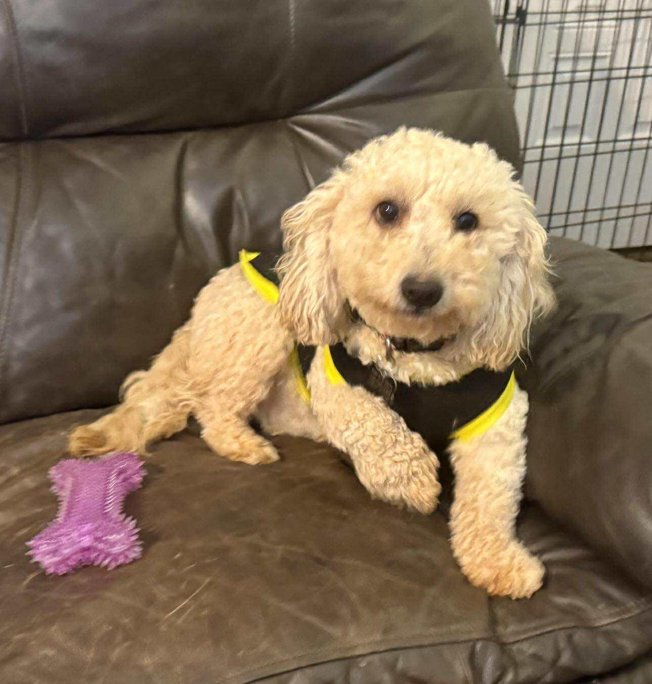Tully, a Adoptable Miniature Poodle in Winston Salem, NC image 2/6