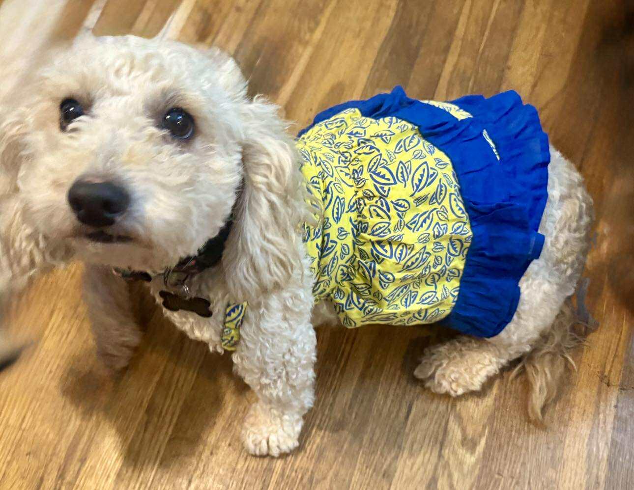 Tully, a Adoptable Miniature Poodle in Winston Salem, NC image 4/6