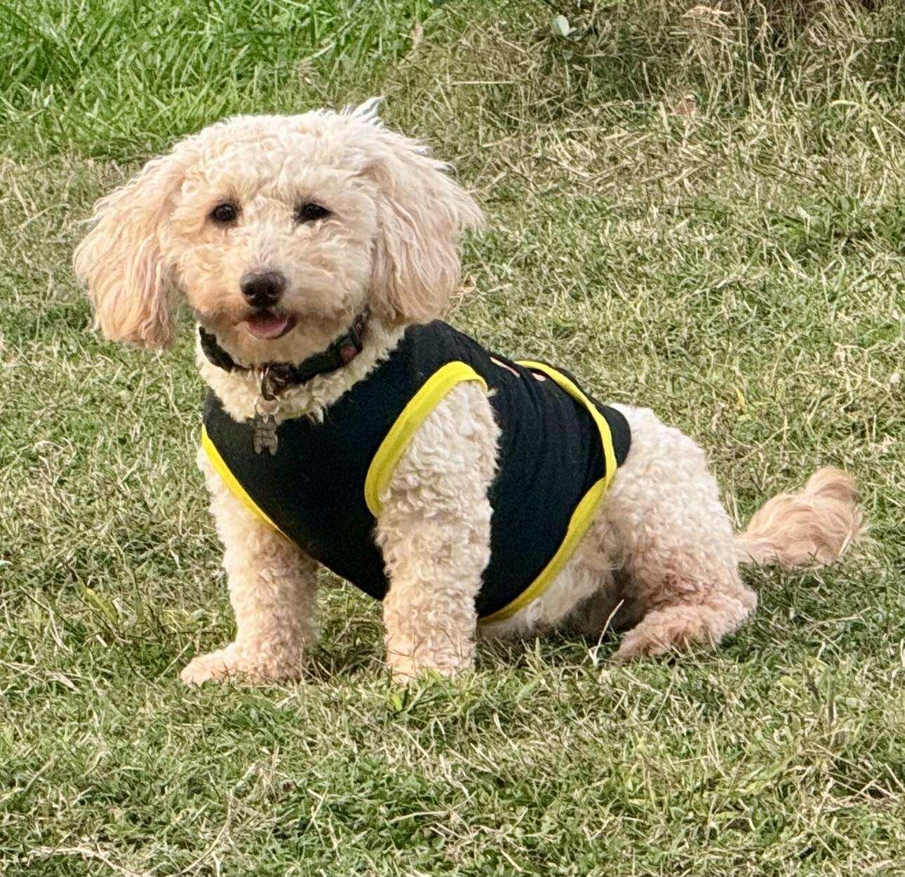 Tully, Adoptable, Young Female Miniature Poodle.