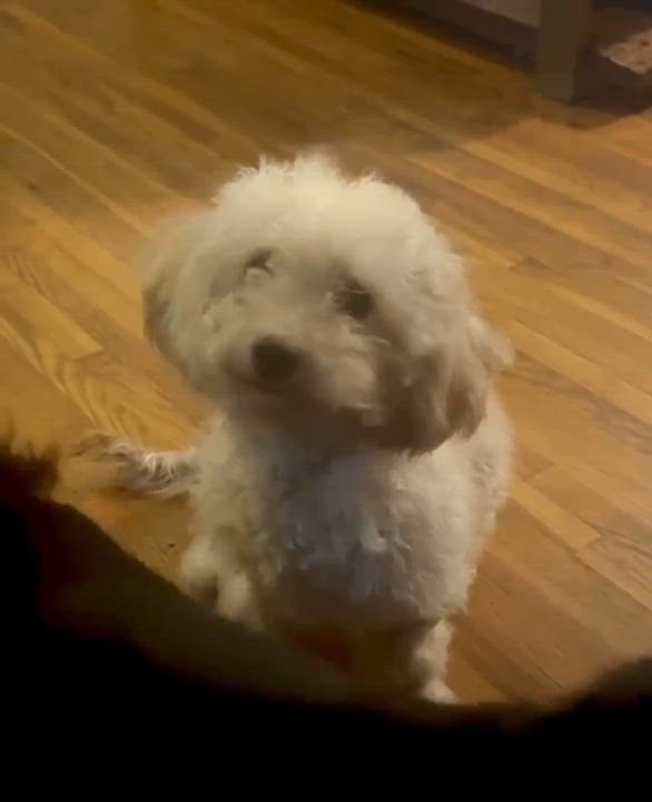 Enlarge Tully, a Adoptable Miniature Poodle in Winston Salem, NC video 5/6