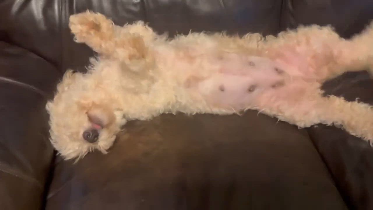 Enlarge Tully, a Adoptable Miniature Poodle in Winston Salem, NC video 6/6