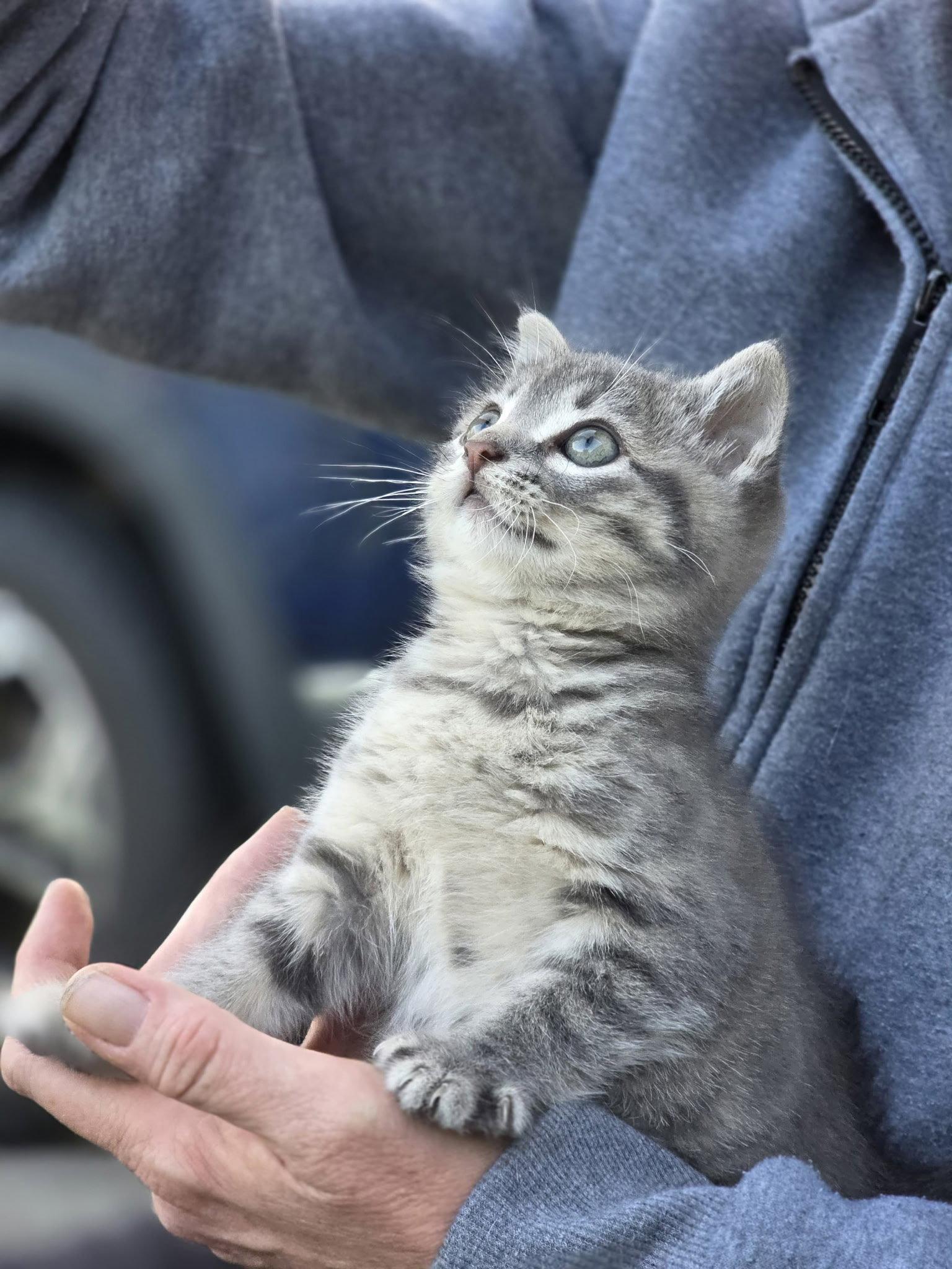 Tonka, Adopted, Kitten Male Tabby & Domestic Short Hair.