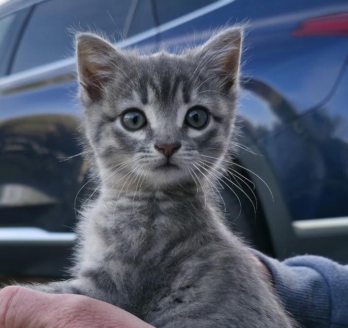 Enlarge Tonka, a Adopted mixed breed in Buford, GA image 2/3
