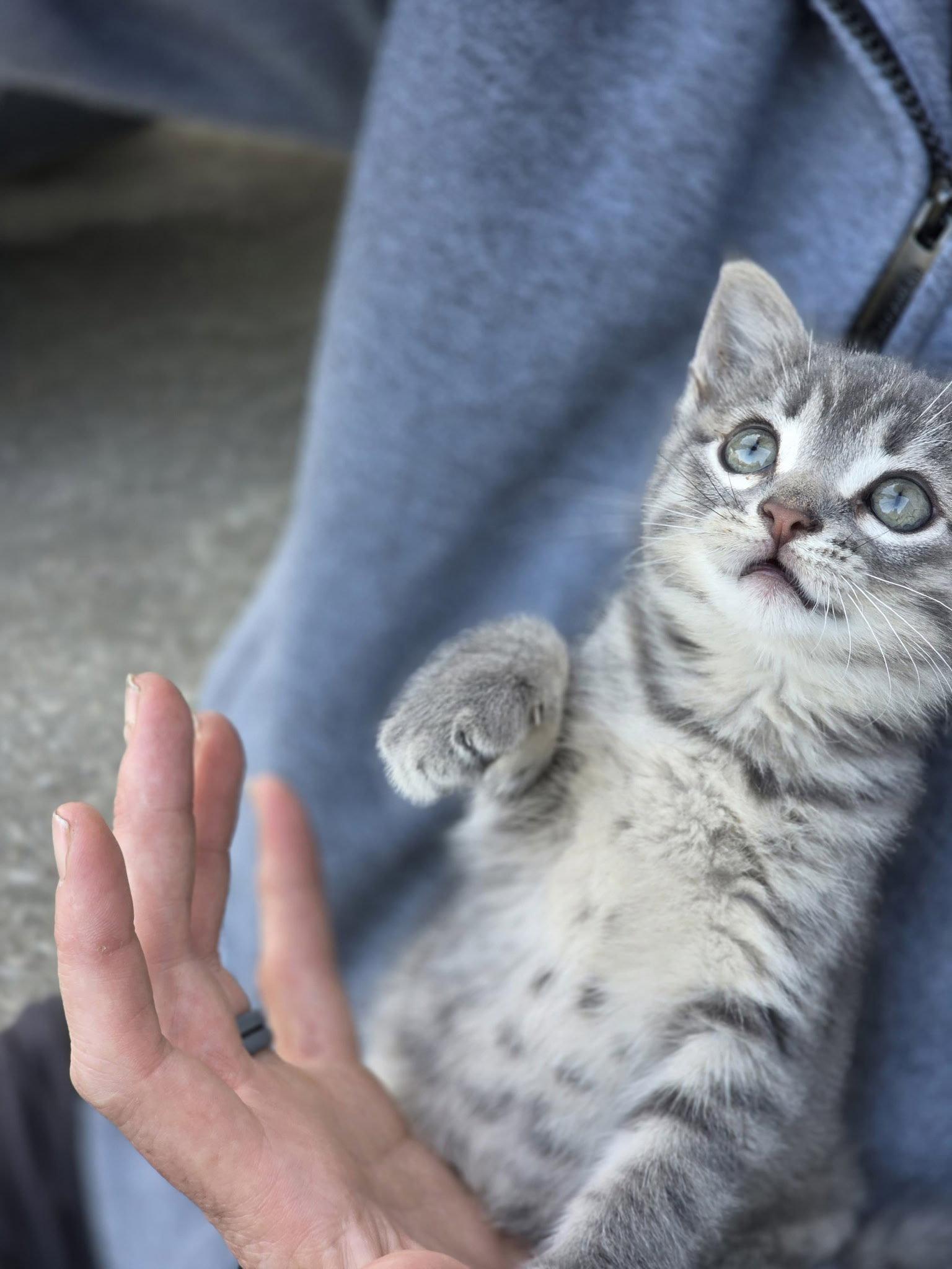 Enlarge Tonka, a Adopted mixed breed in Buford, GA image 3/3