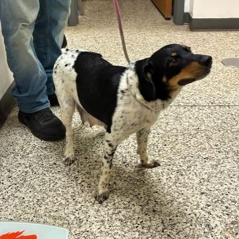 Enlarge Fantasia, a Adoptable mixed breed in Williston, VT image 4/5