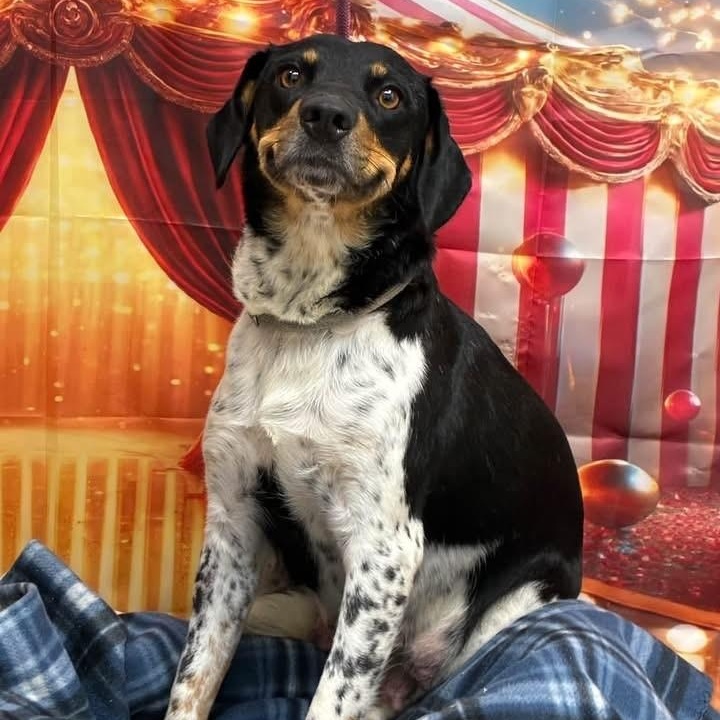 Enlarge Fantasia, a Adoptable mixed breed in Williston, VT image 1/5