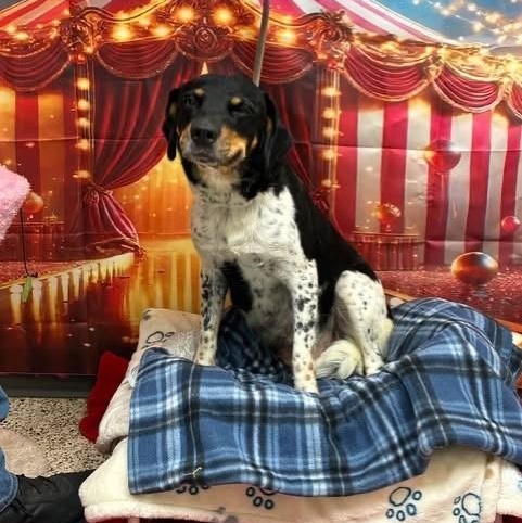 Enlarge Fantasia, a Adoptable mixed breed in Williston, VT image 3/5