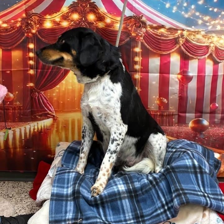 Enlarge Fantasia, a Adoptable mixed breed in Williston, VT image 2/5
