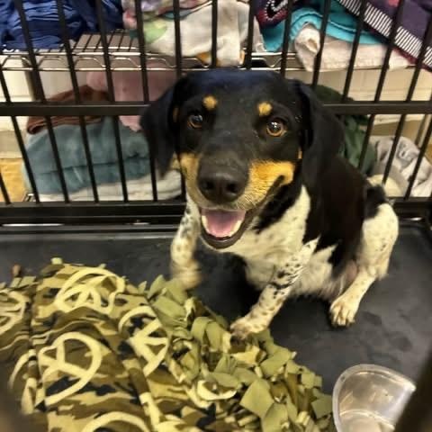 Enlarge Fantasia, a Adoptable mixed breed in Williston, VT image 5/5