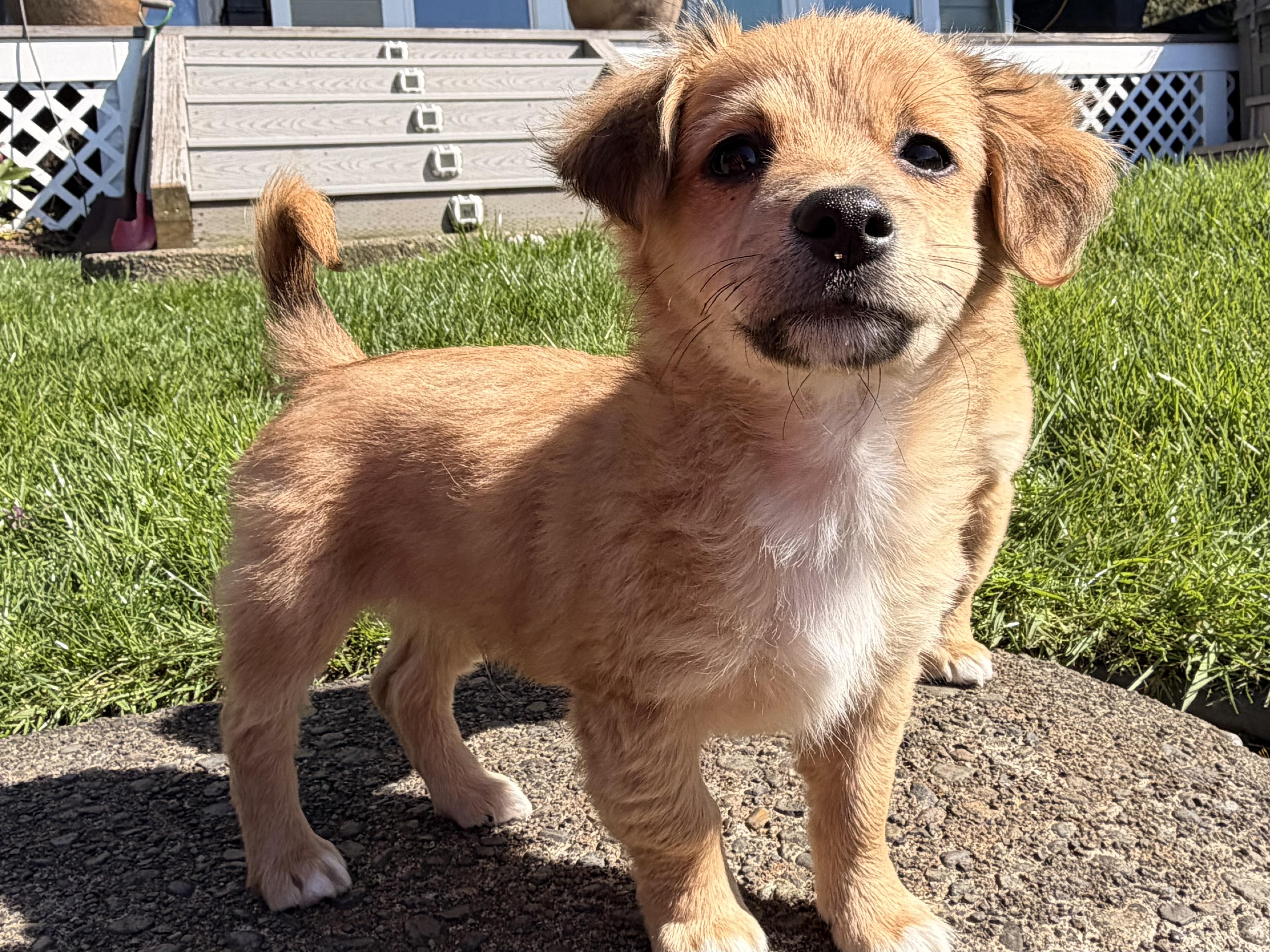 Enlarge Mousse, a Adoptable mixed breed in Ephrata, WA image 2/6