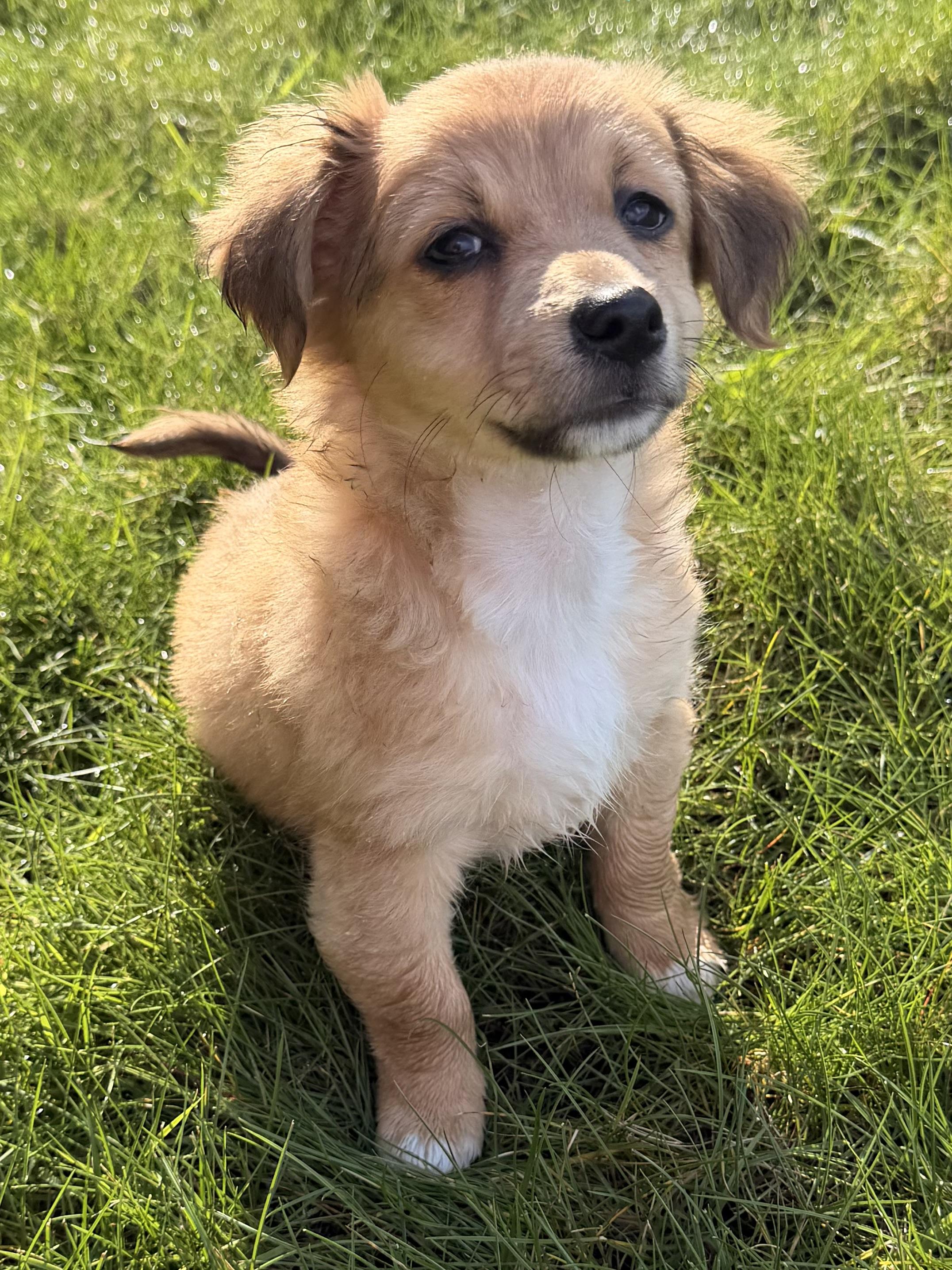 Mousse, Adoptable, Puppy Male Chiweenie & Maltipoo.