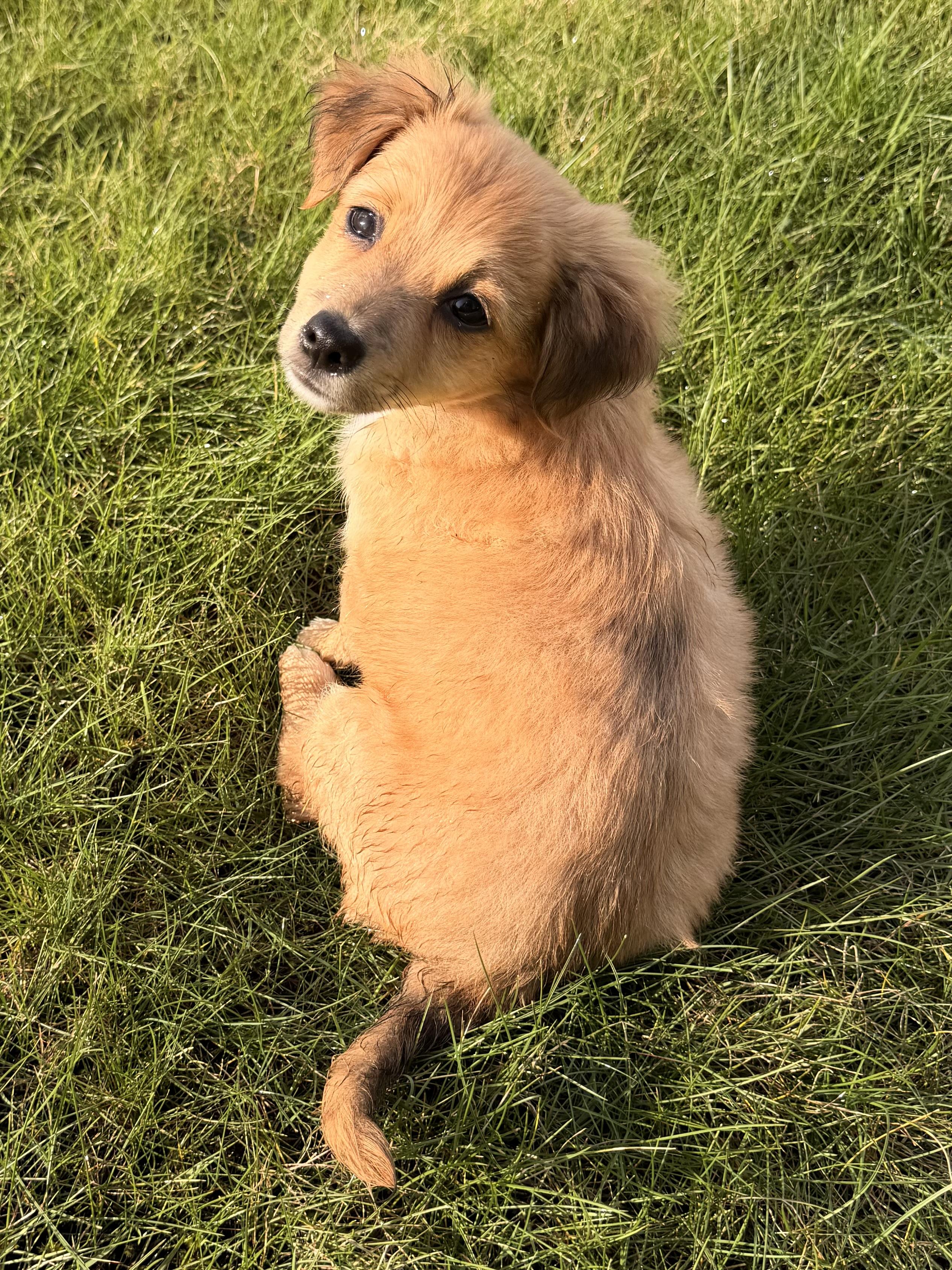 Enlarge Mousse, a Adoptable mixed breed in Ephrata, WA image 5/6