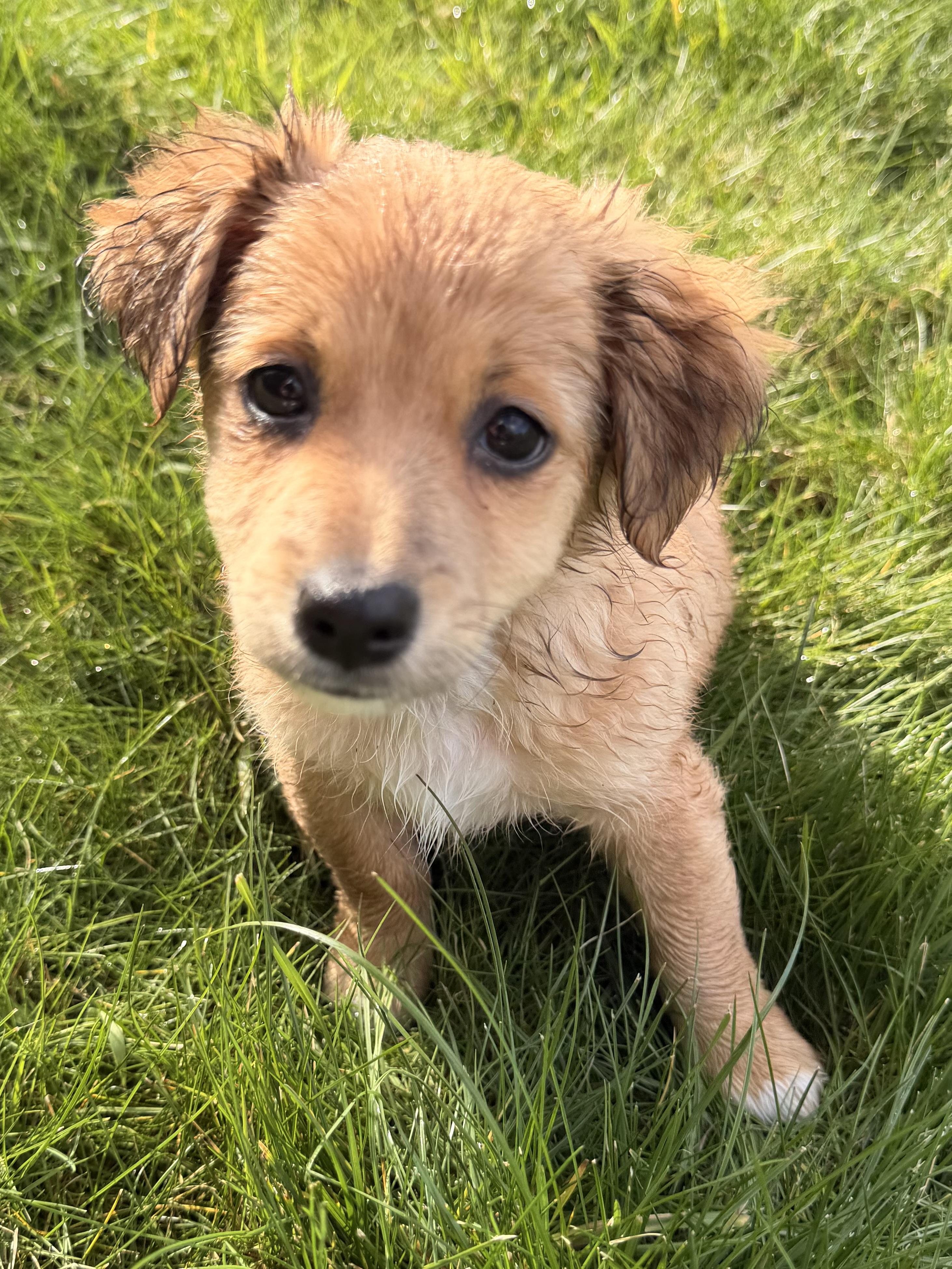 Enlarge Mousse, a Adoptable mixed breed in Ephrata, WA image 6/6