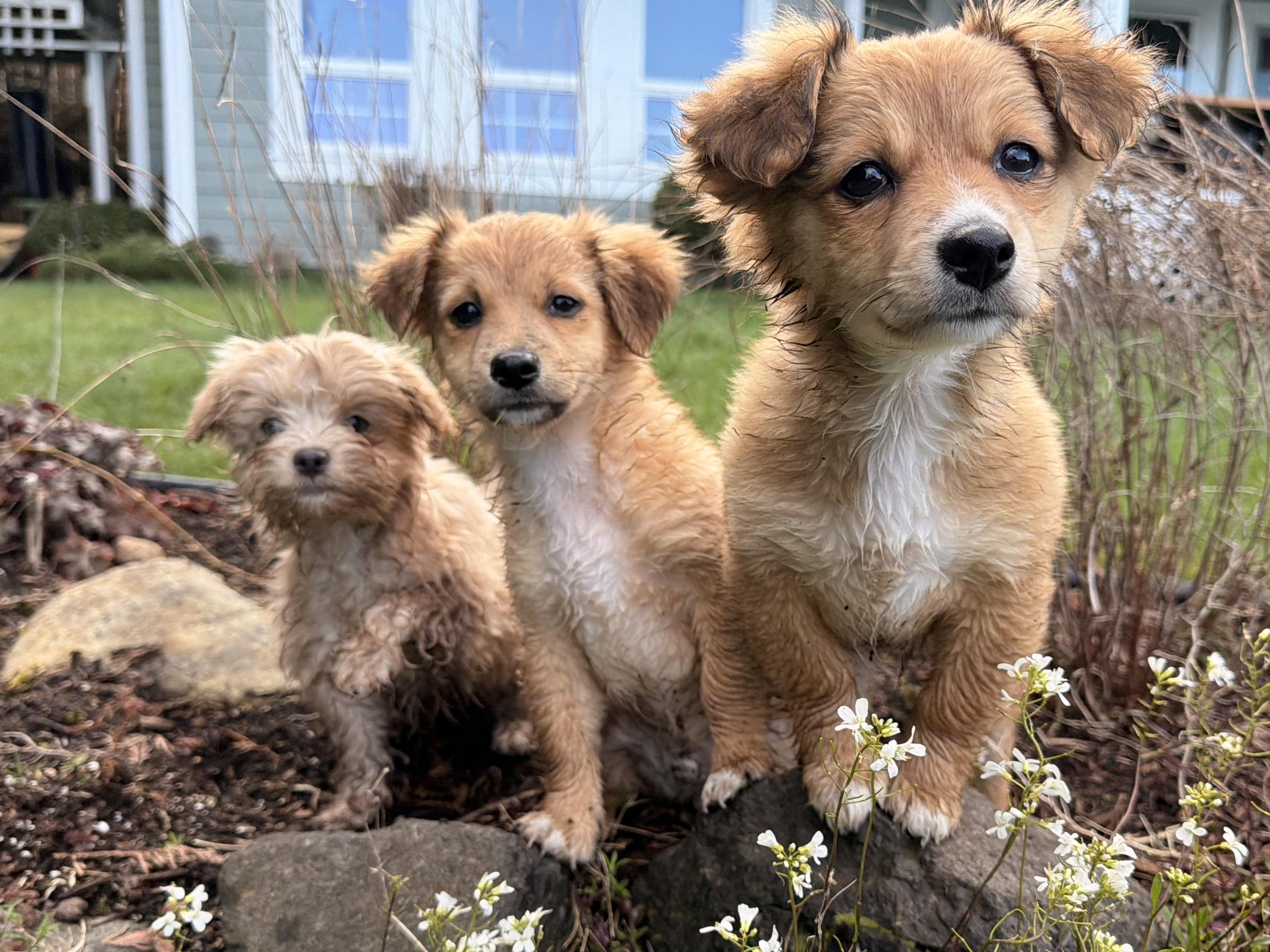 Enlarge Mousse, a Adoptable mixed breed in Ephrata, WA image 3/6