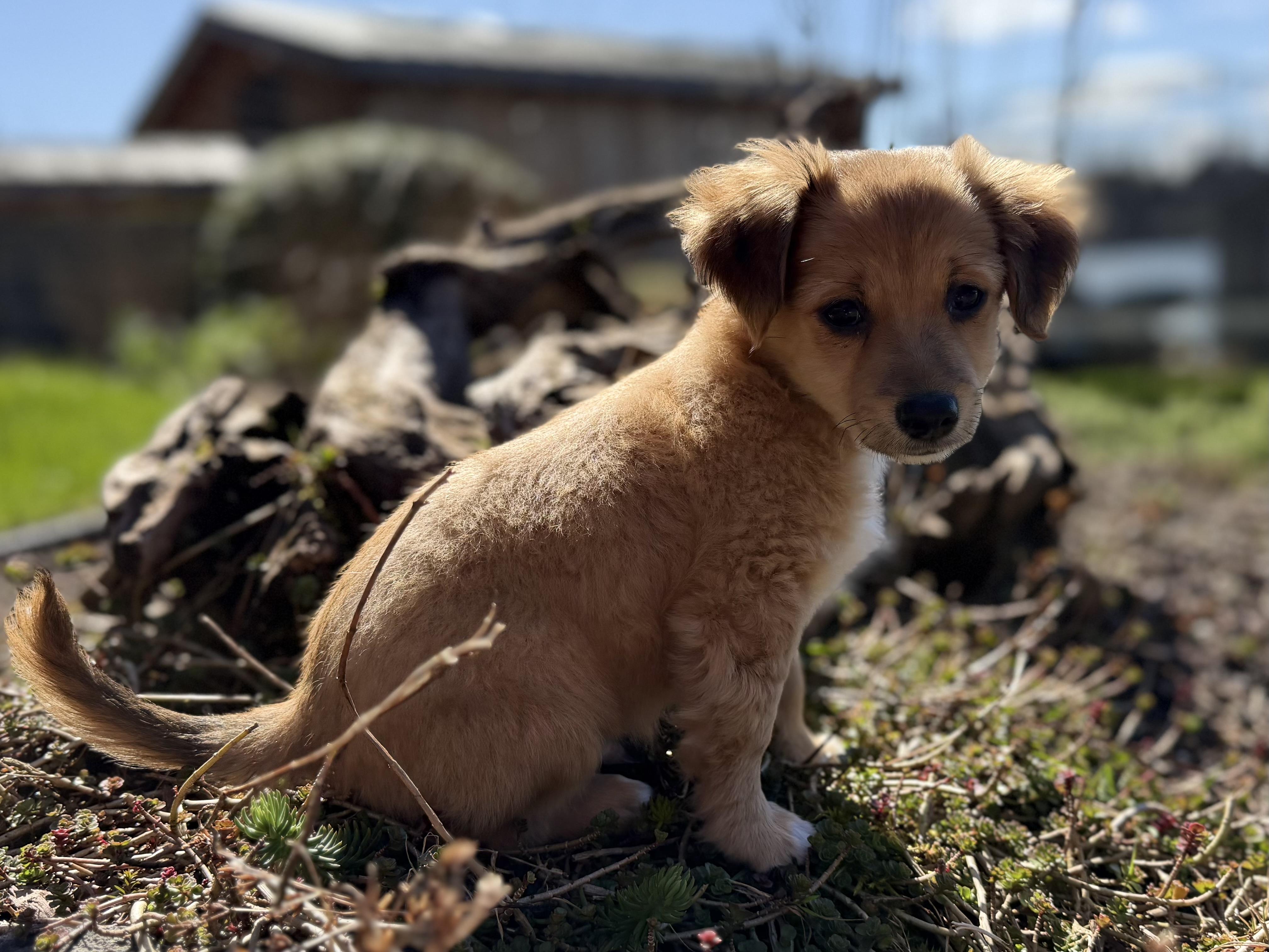 Enlarge Mousse, a Adoptable mixed breed in Ephrata, WA image 4/6