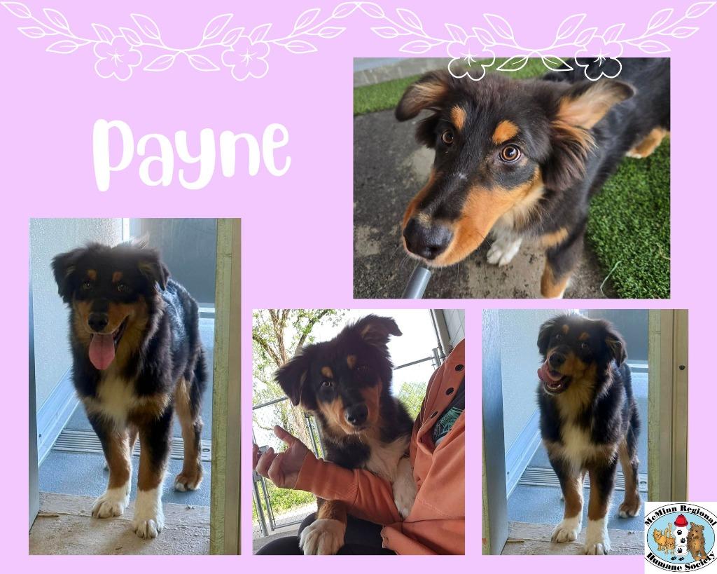 Payne, Adoptable, Puppy Male Terrier.