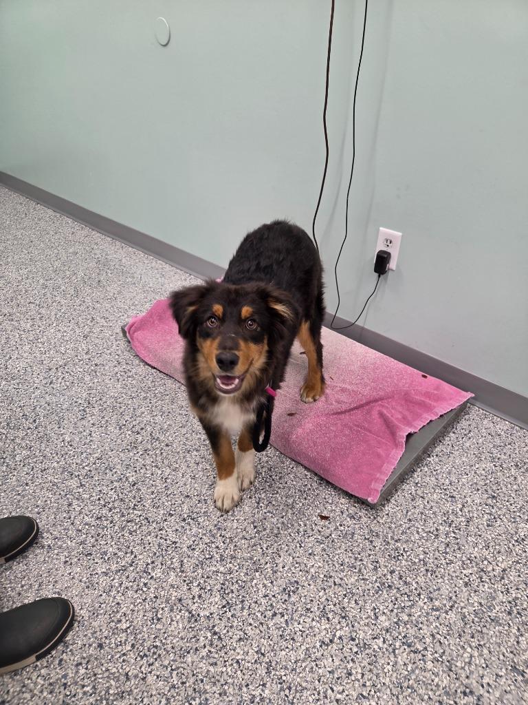 Enlarge Payne, a Adoptable mixed breed in Athens, TN image 2/2