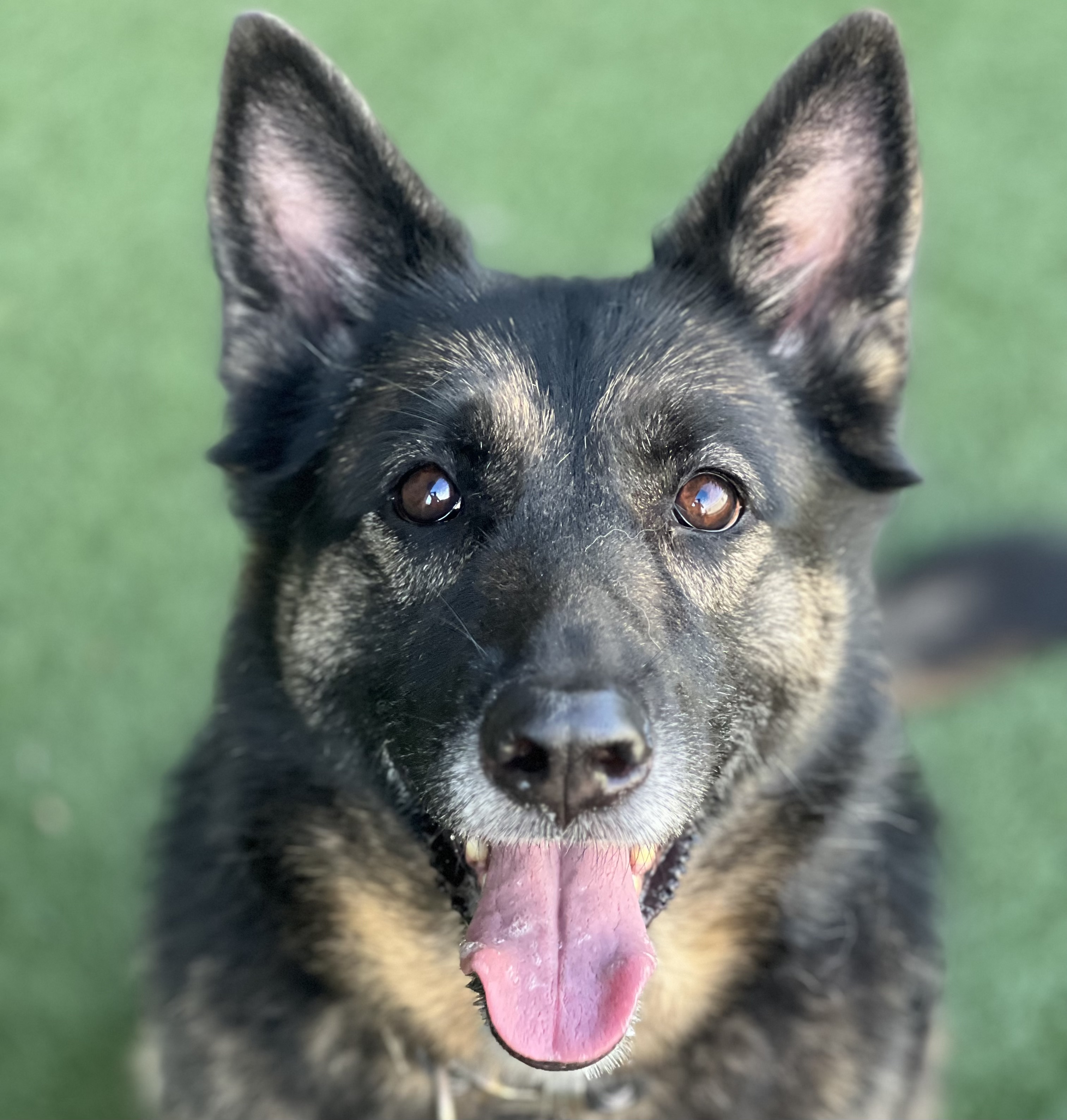 Dog for adoption Rainbow, a German Shepherd Dog Mix in Sacramento, CA