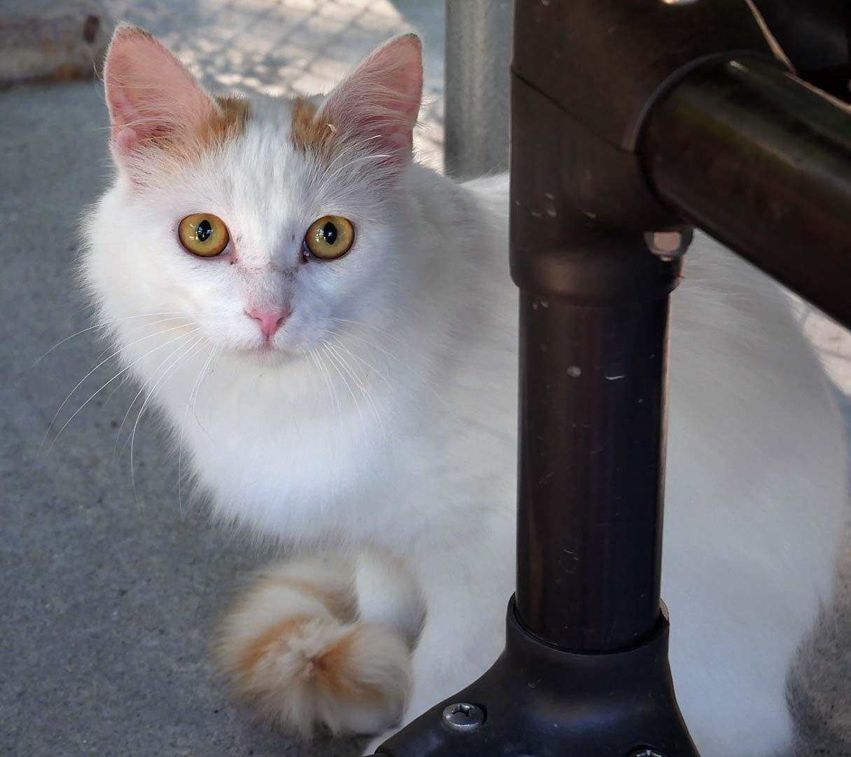 Enlarge Nacho, a ADOPTABLE Domestic Medium Hair in Bloomingdale, NJ image 3/4
