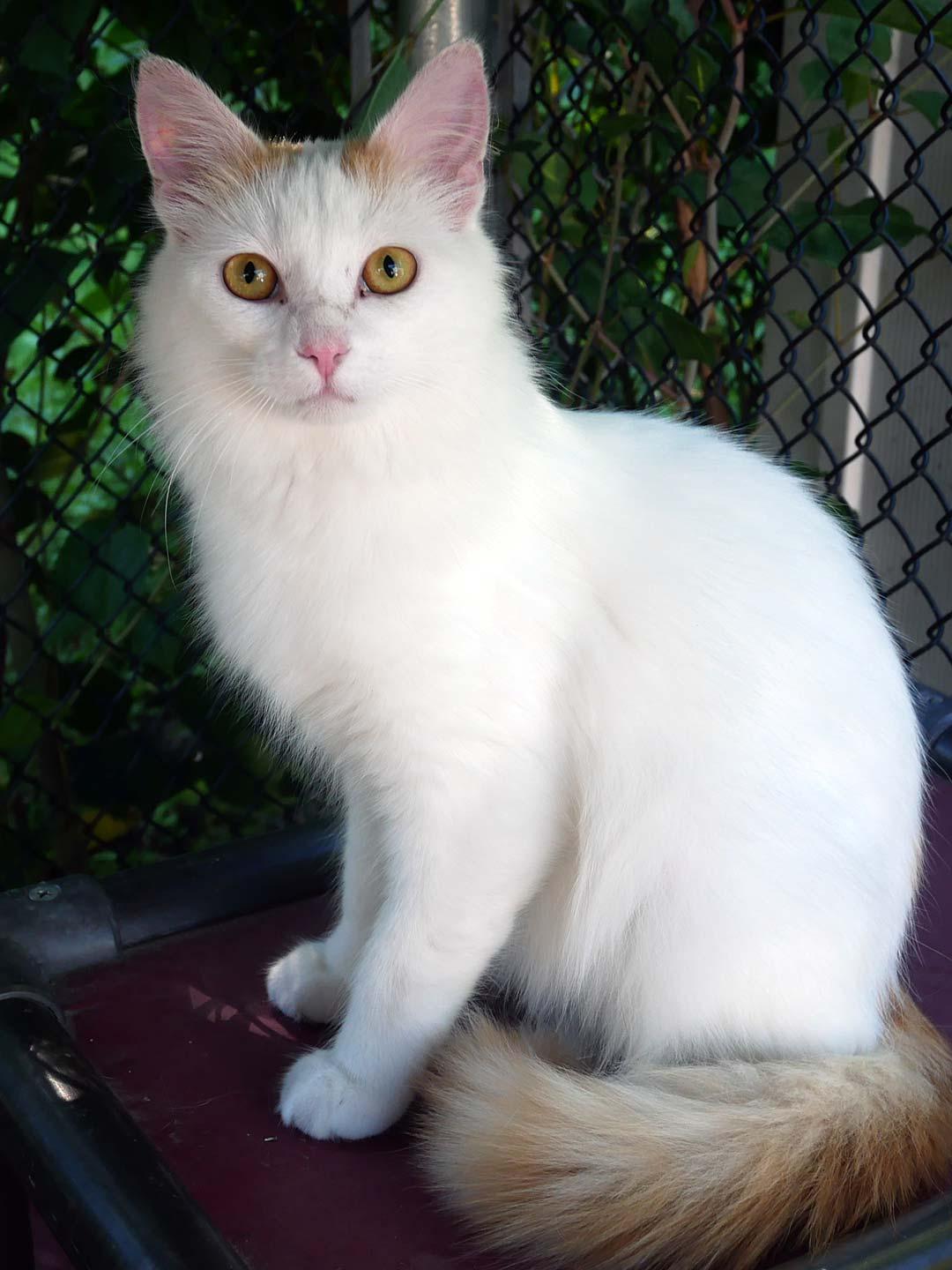 Enlarge Nacho, a ADOPTABLE Domestic Medium Hair in Bloomingdale, NJ image 1/4